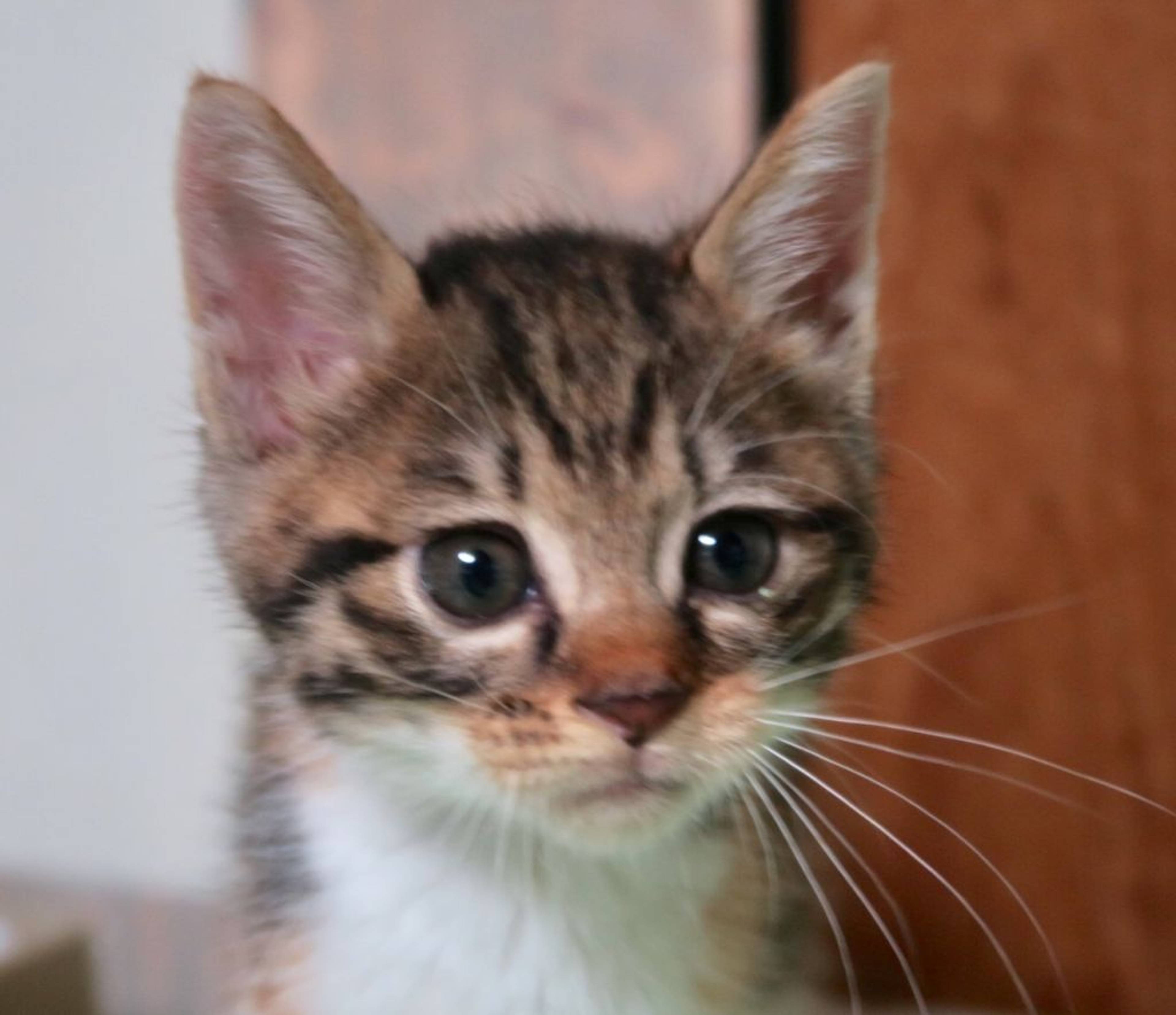 雑種（ミックス猫）・メスの里親募集の写真