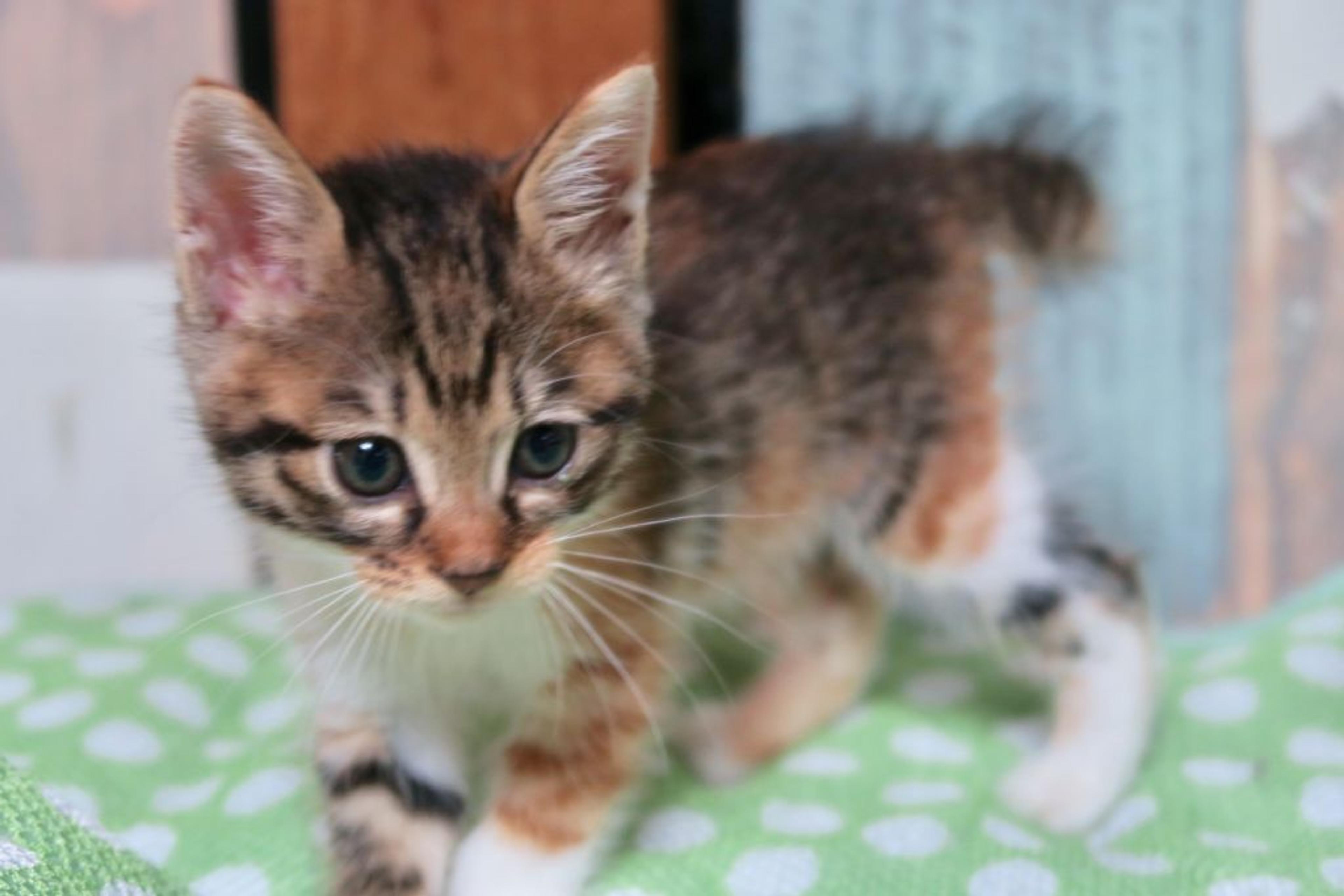 pet-image-3