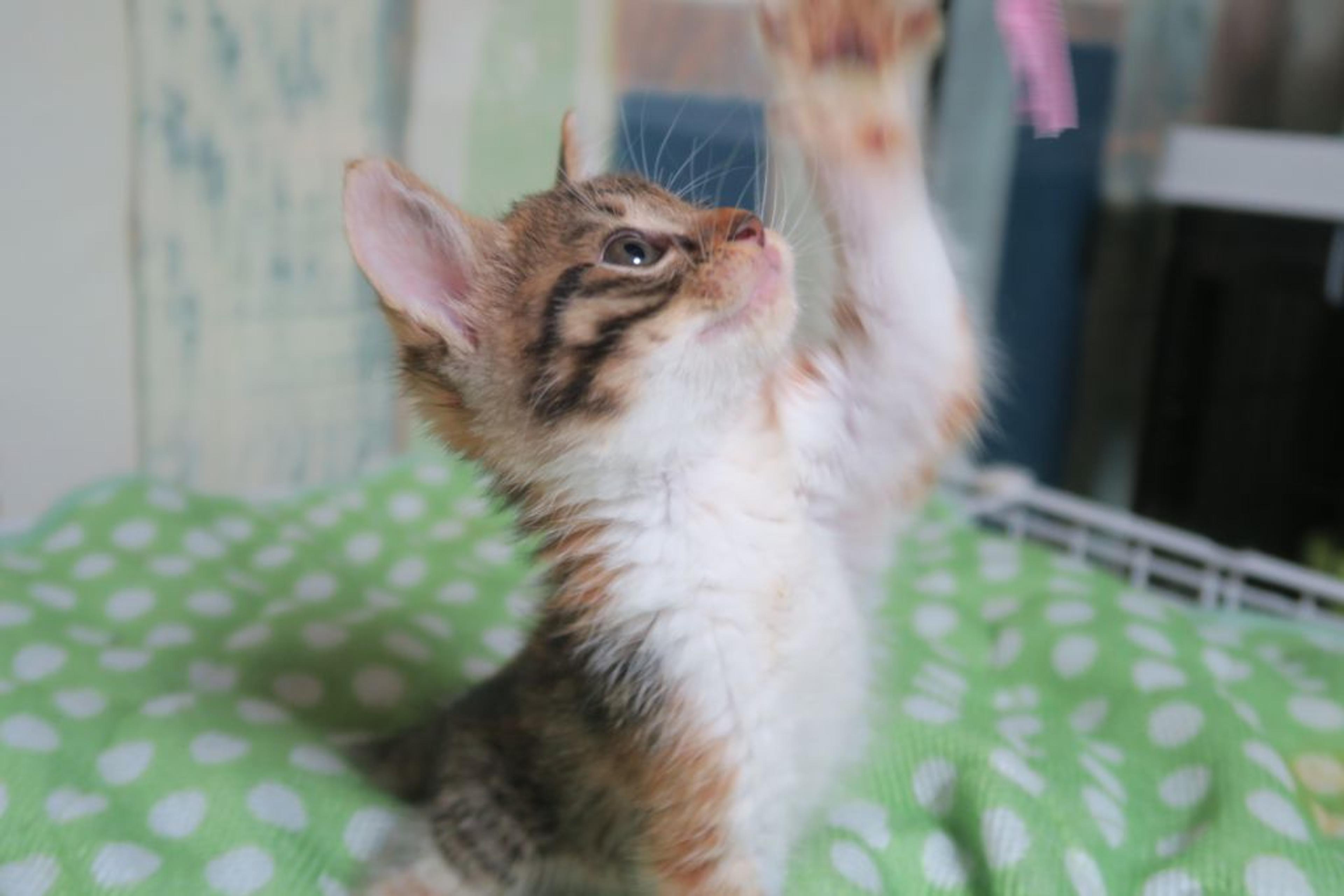 pet-image-2