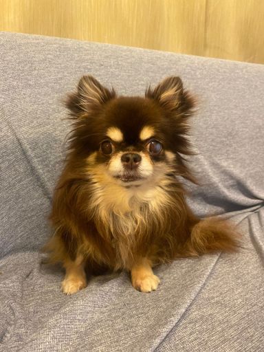 ちょこたの写真