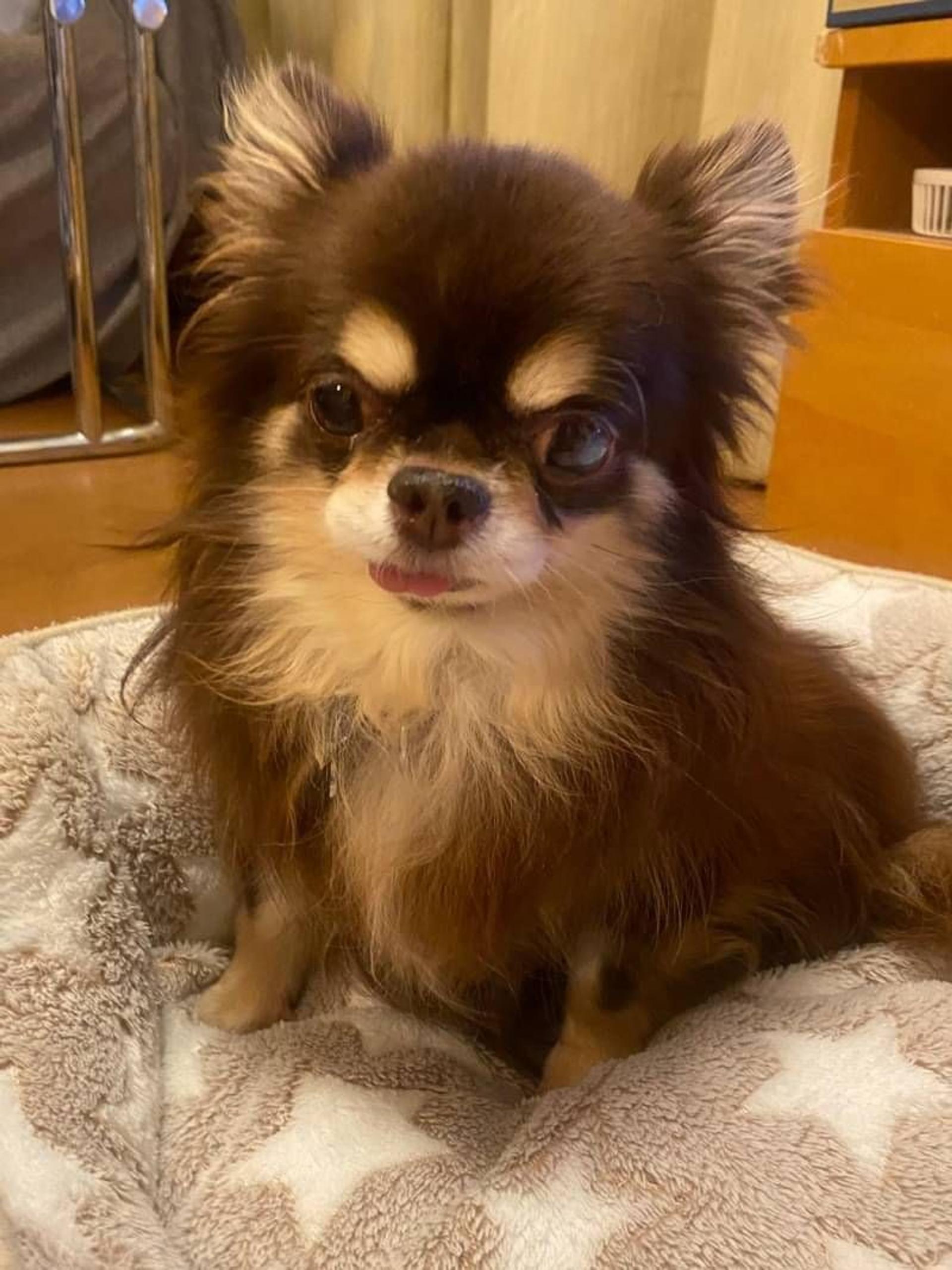 pet-image-3