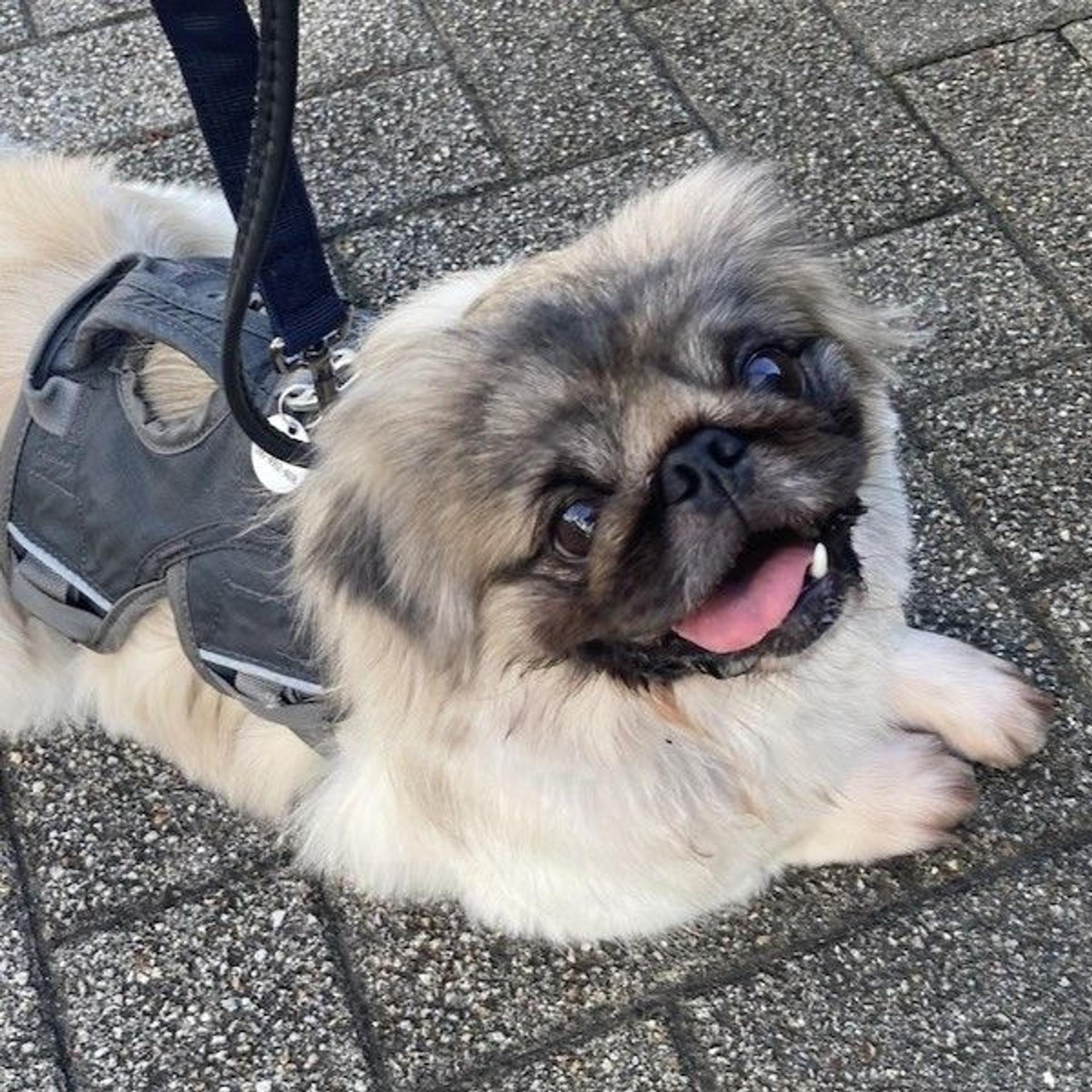 pet-image-3