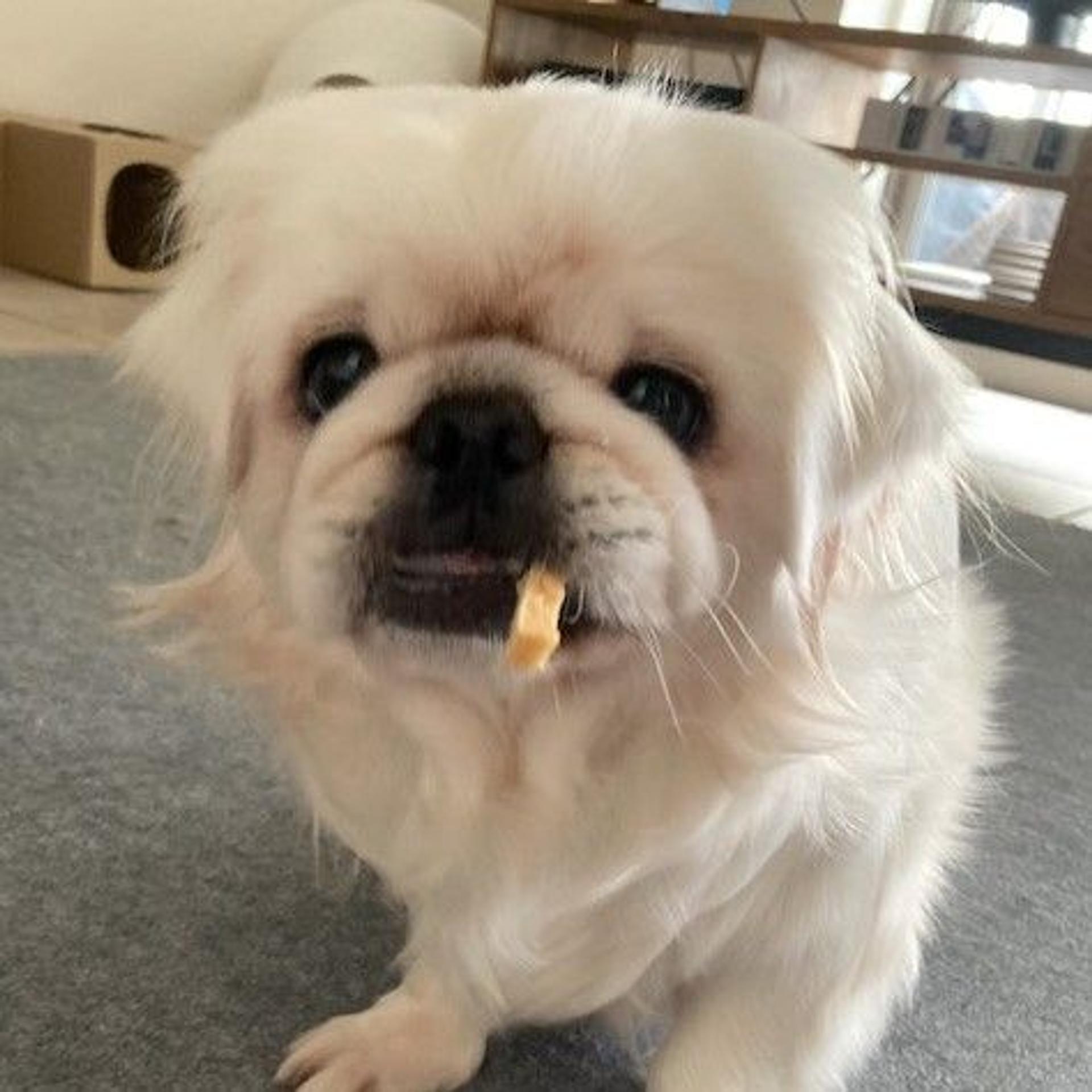 pet-image-4