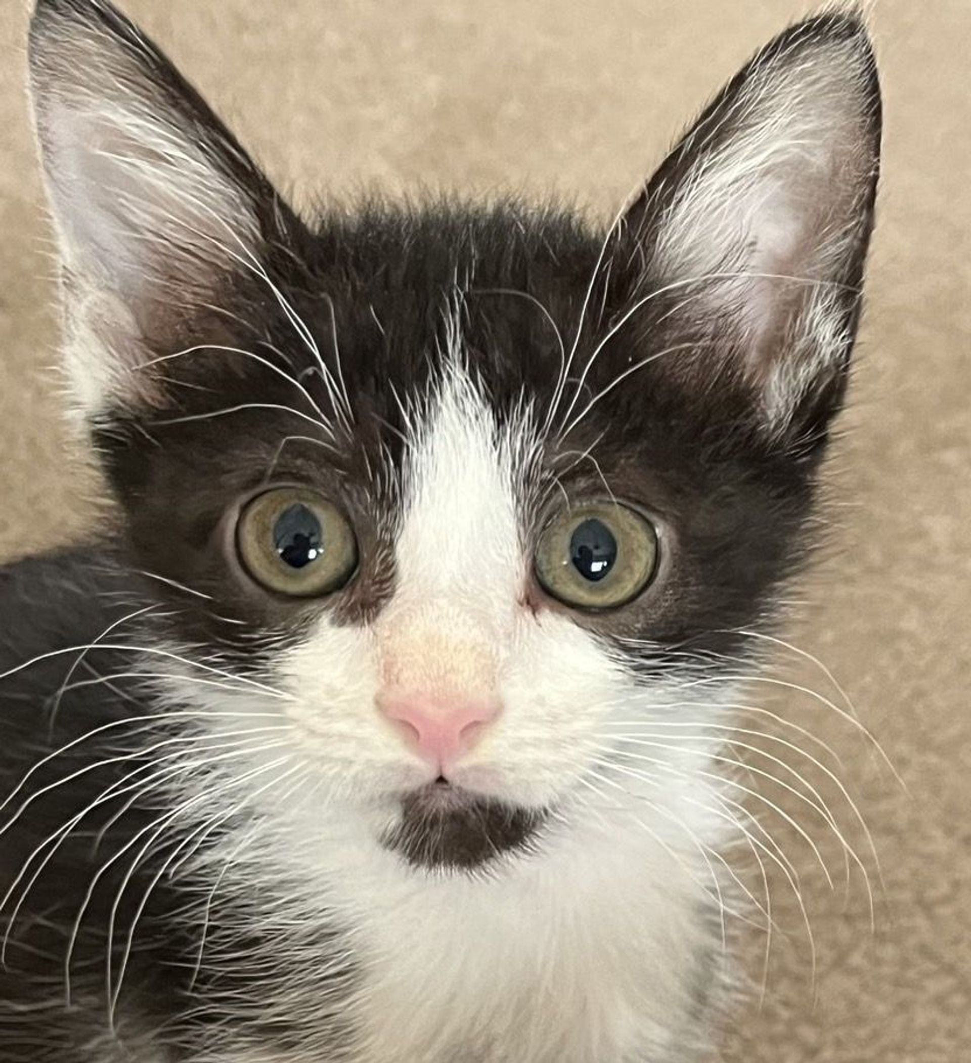 雑種（ミックス猫）・オスの里親募集の写真