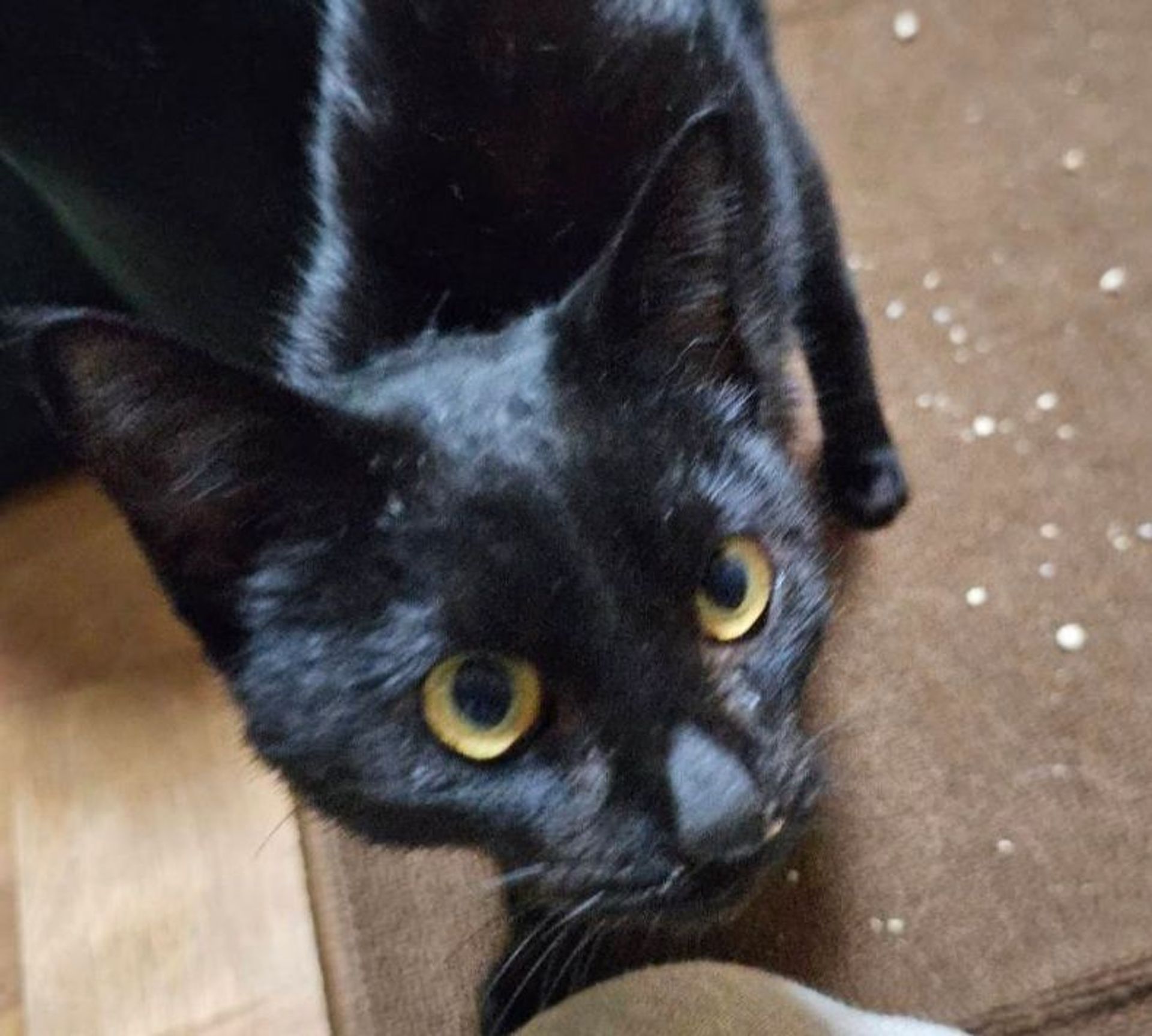 雑種（ミックス猫）・オスの里親募集の写真