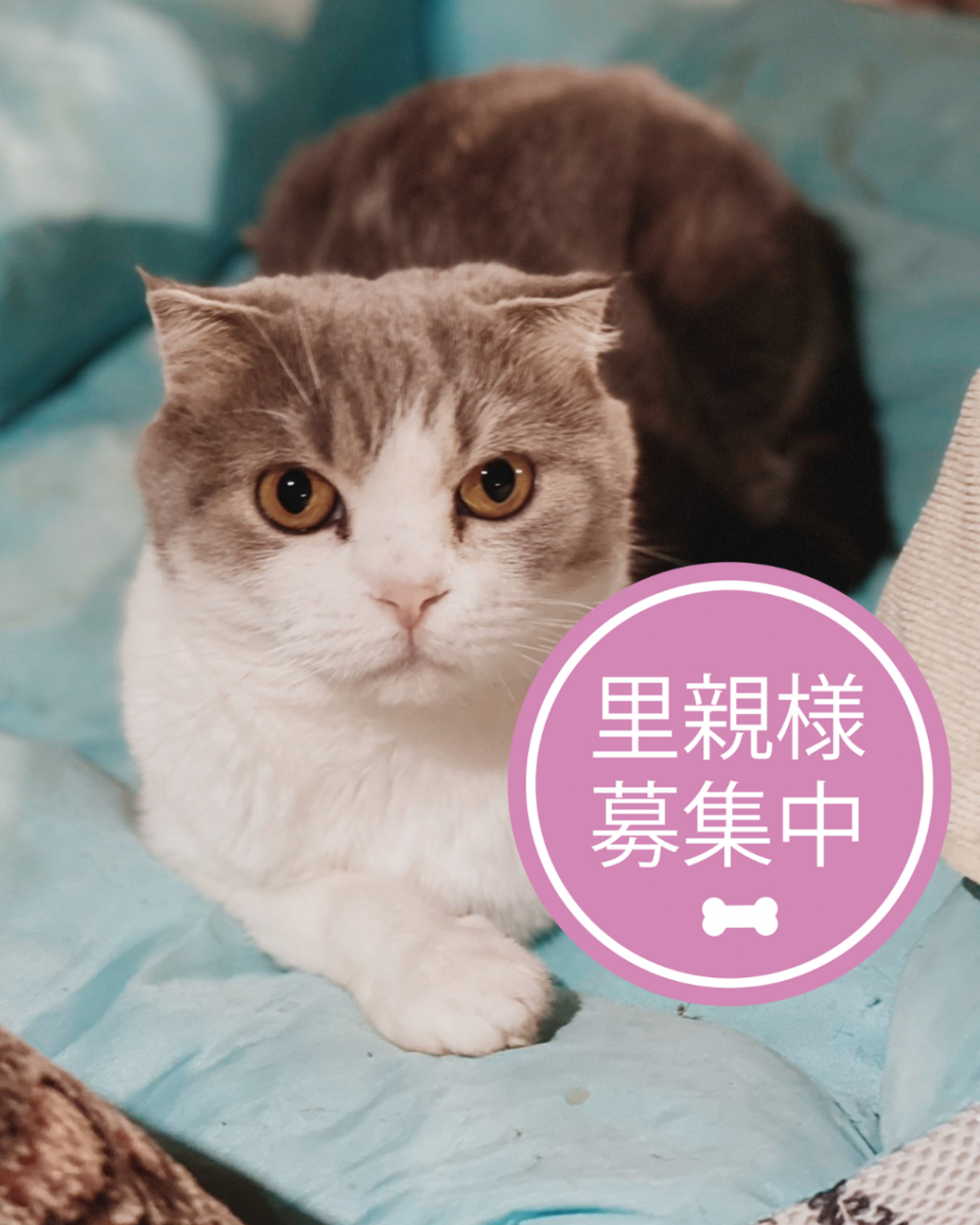 スコティッシュフォールド・メスの里親募集の写真