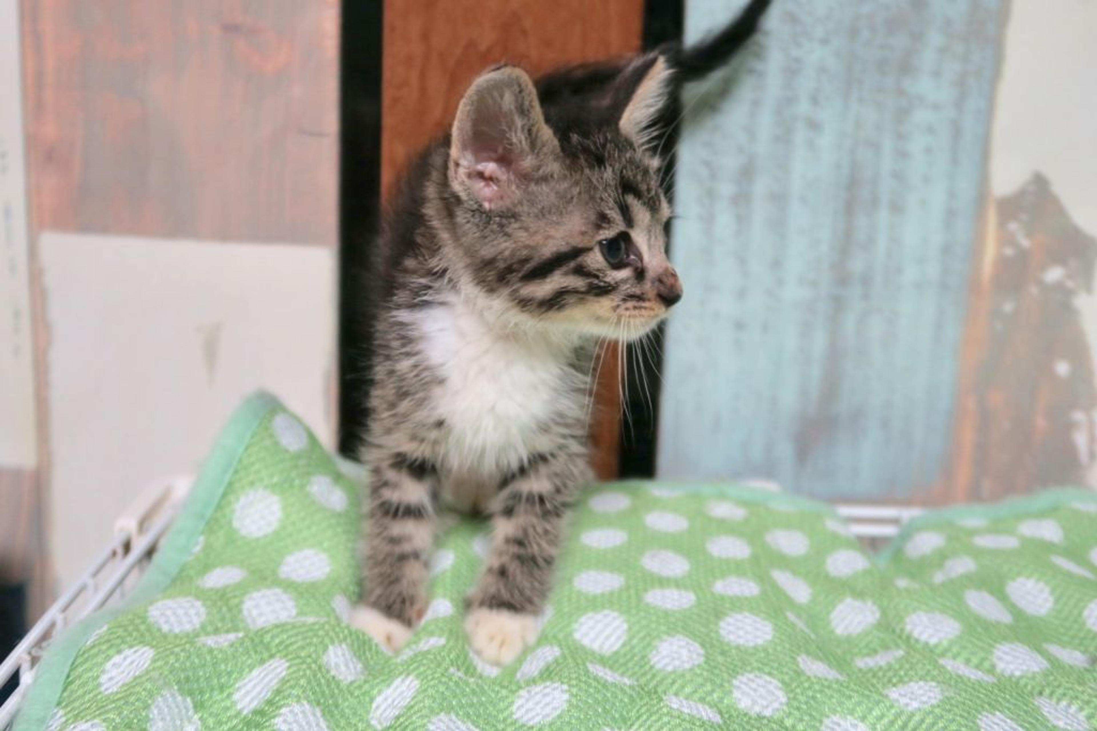 pet-image-3