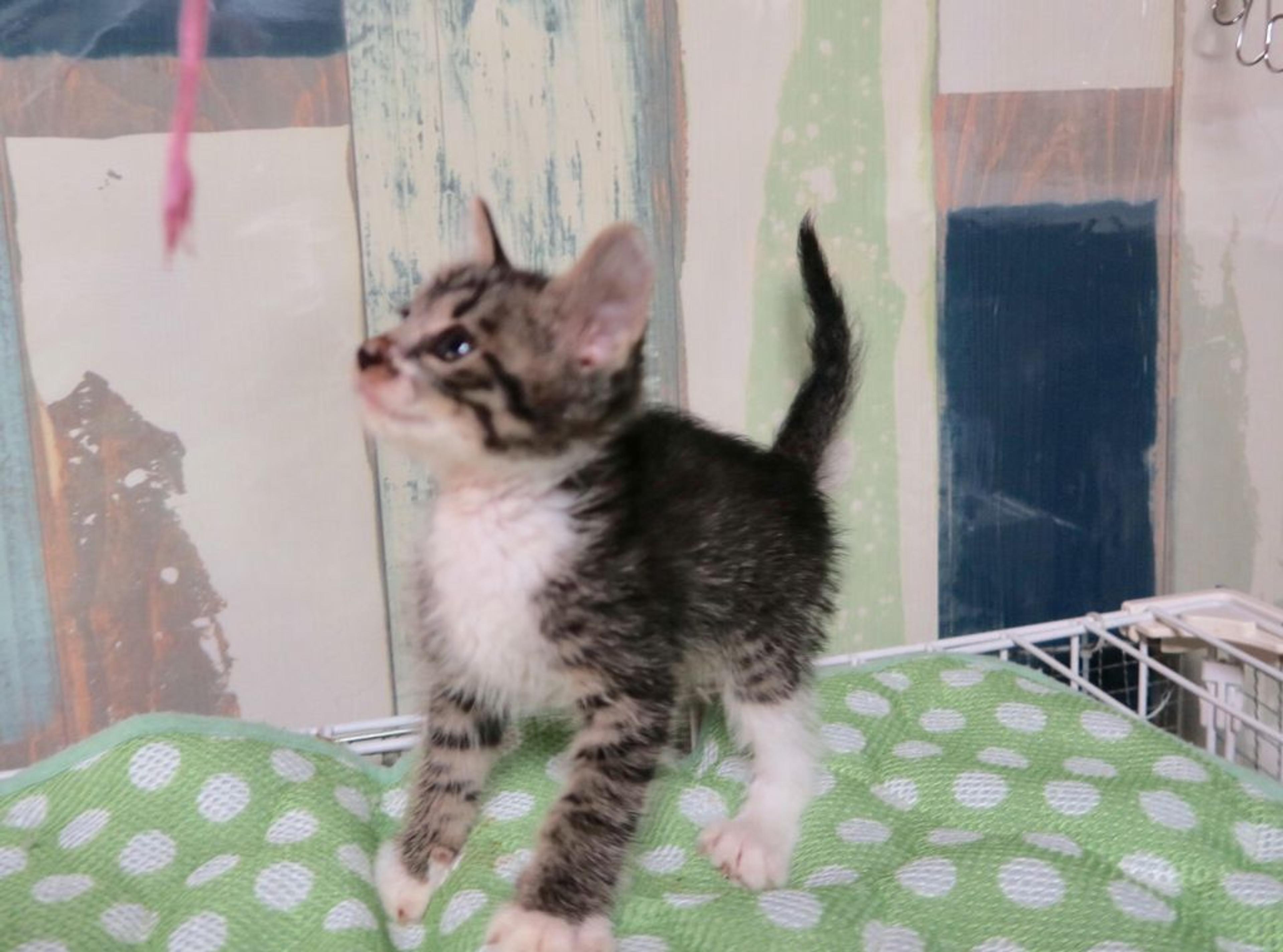 pet-image-2