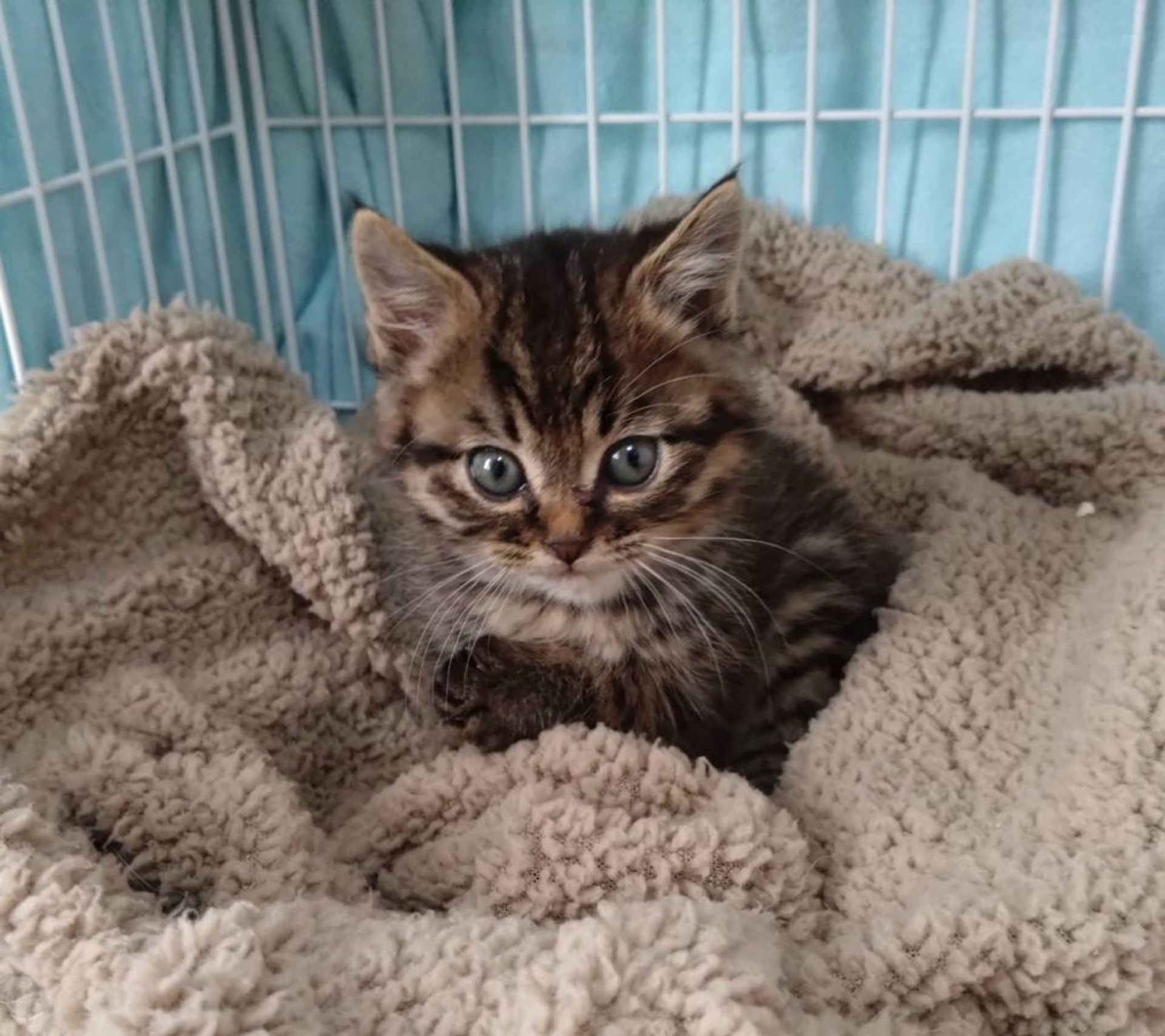 雑種（ミックス猫）・オスの里親募集の写真