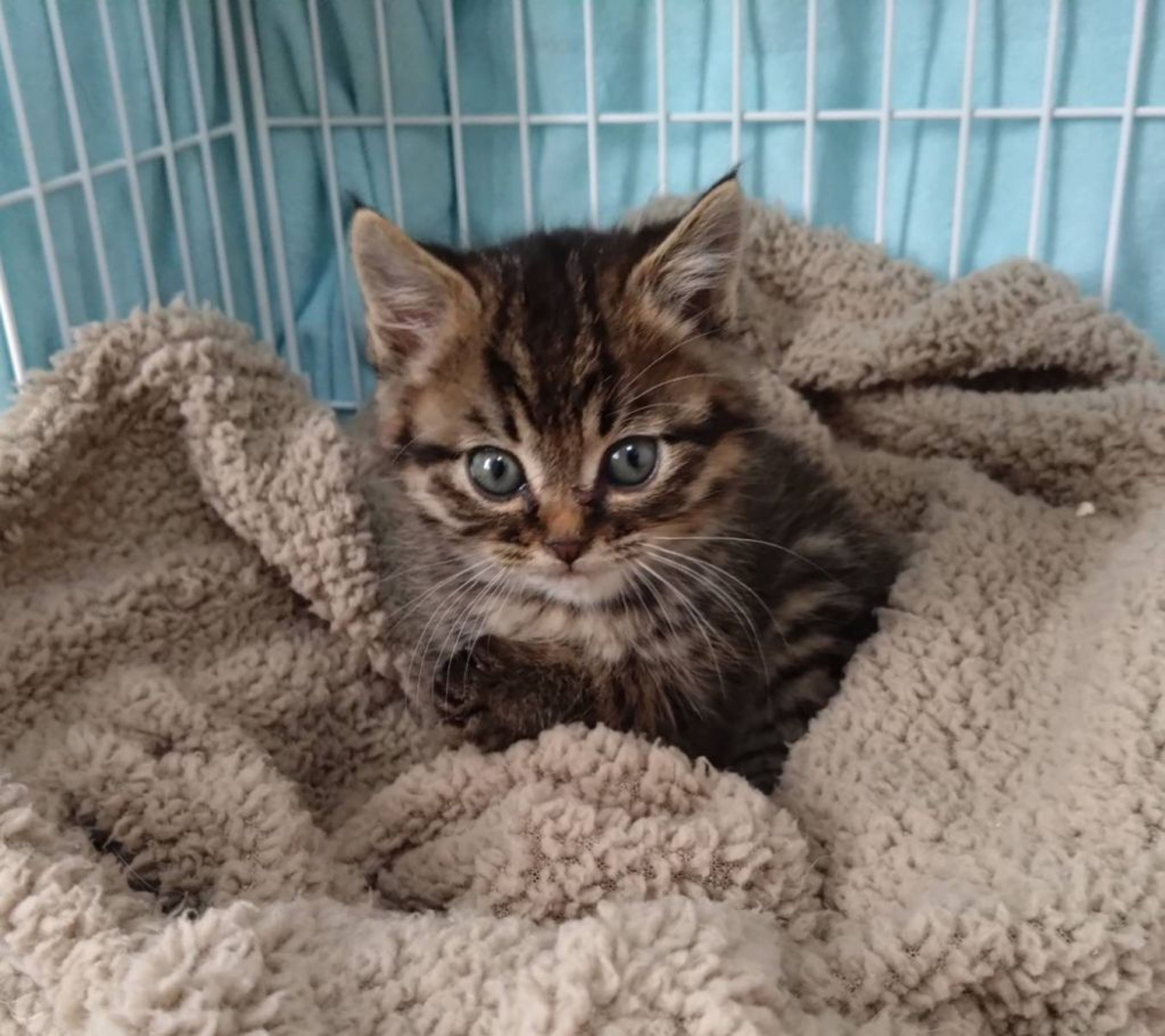 雑種（ミックス猫）・オスの里親募集の写真