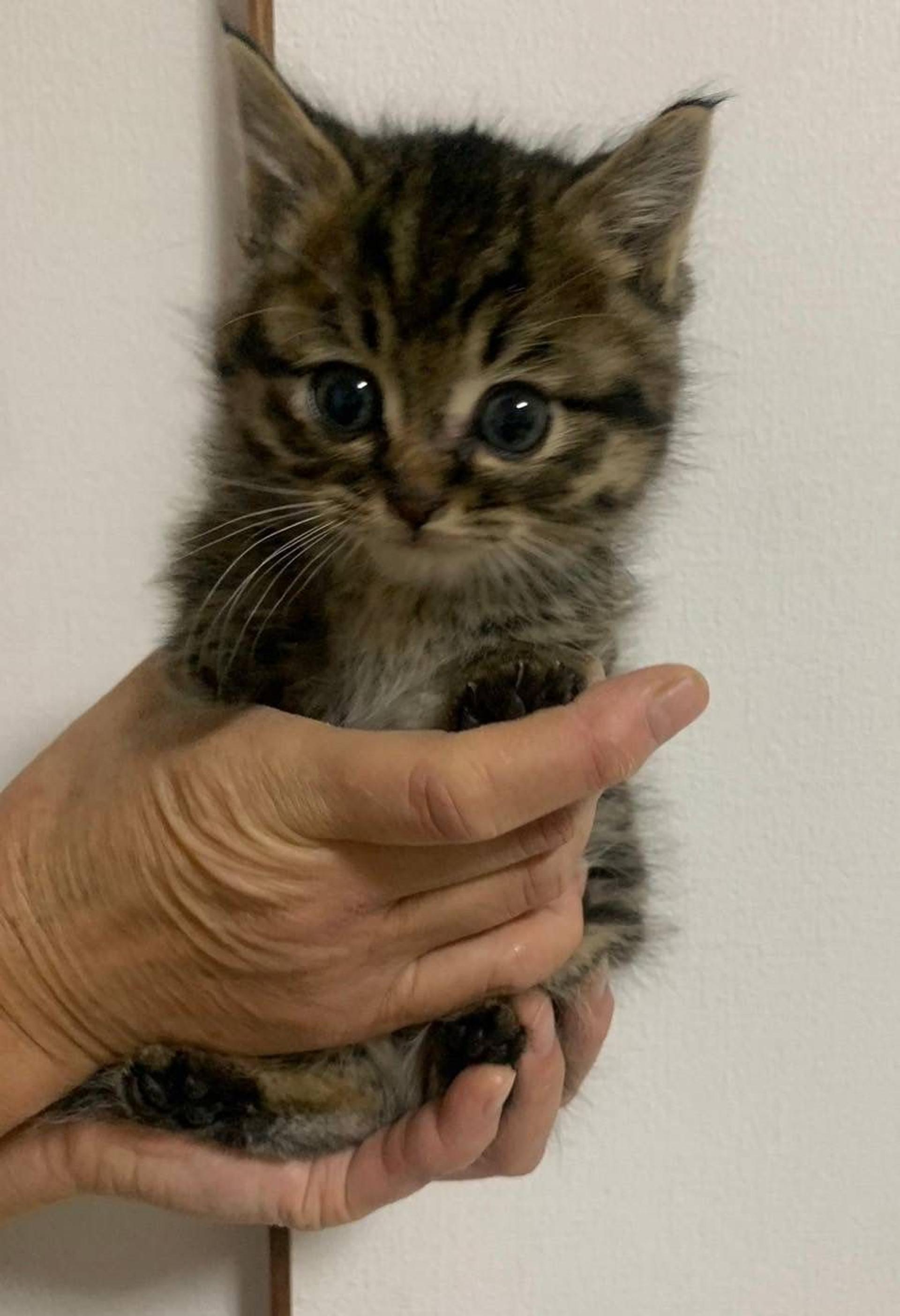 pet-image-4