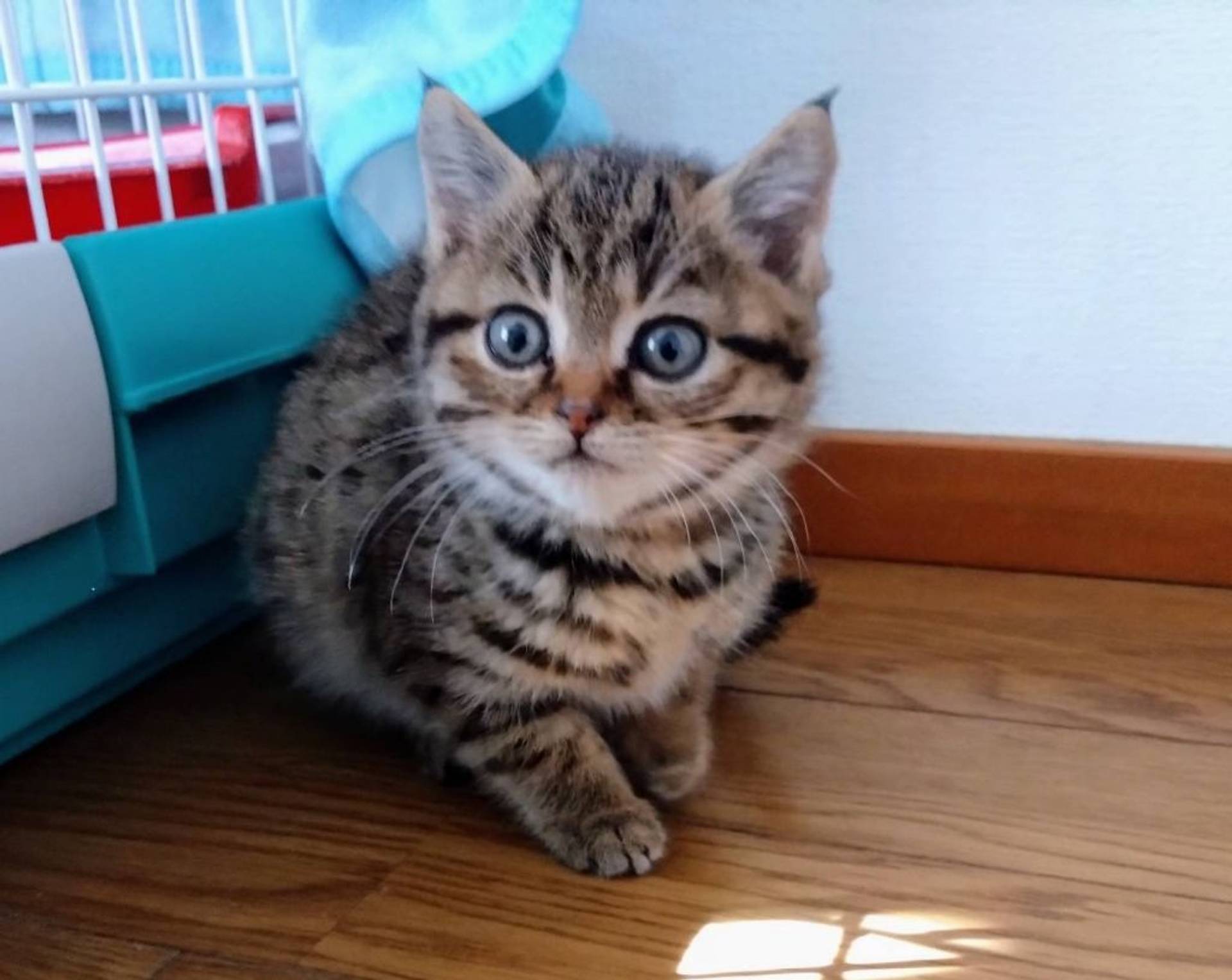 雑種（ミックス猫）・メスの里親募集の写真