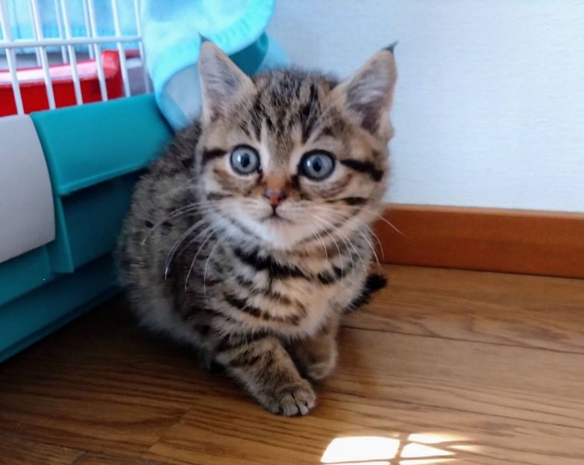 雑種（ミックス猫）・メスの里親募集の写真