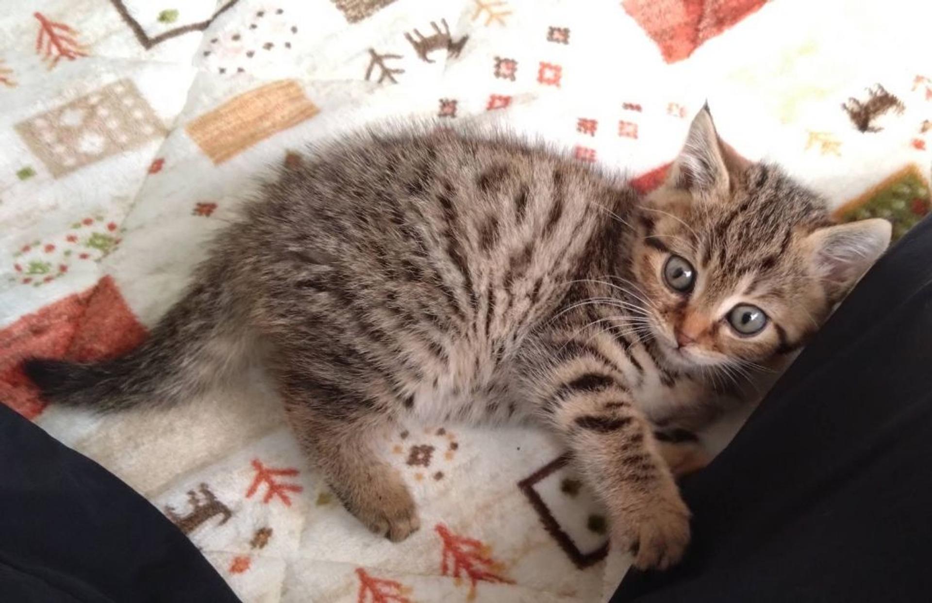 pet-image-3