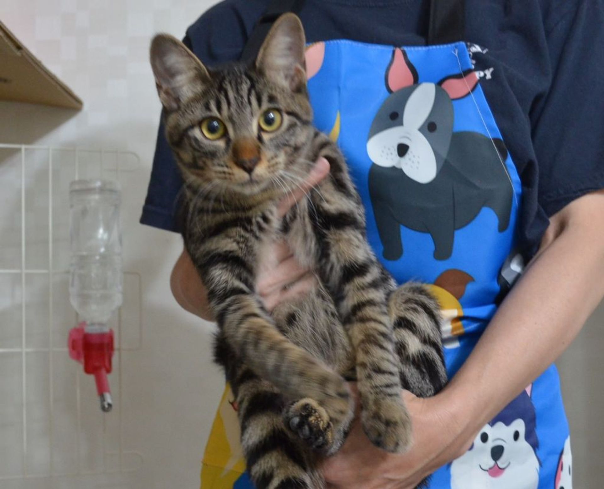 雑種（ミックス猫）・オスの里親募集の写真