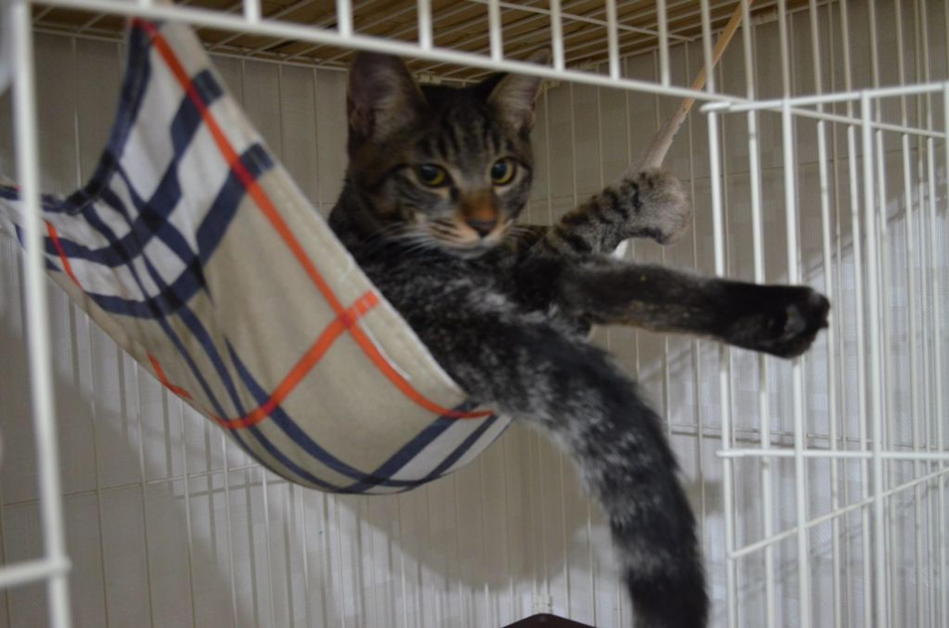 pet-image-3