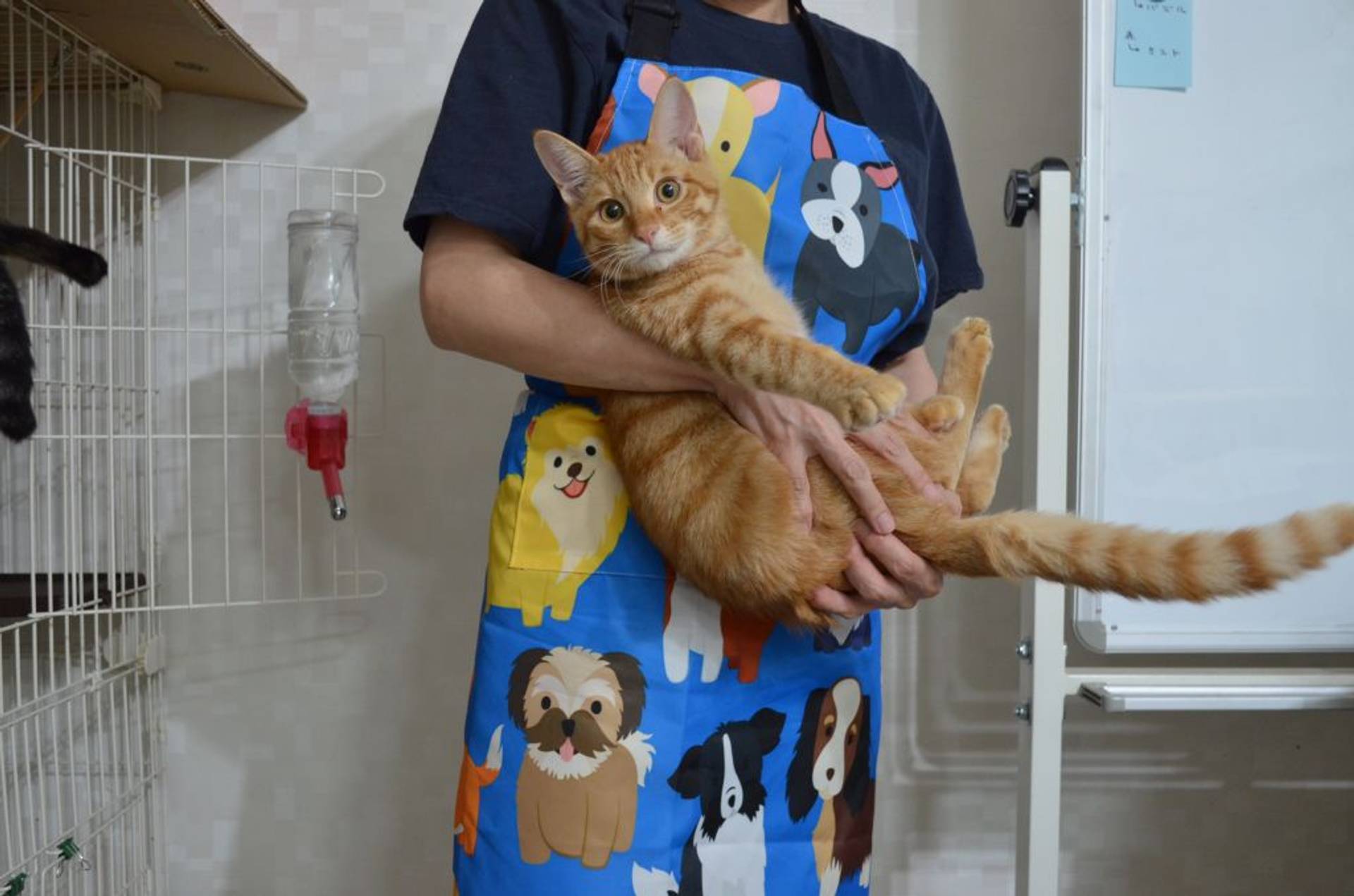 雑種（ミックス猫）・オスの里親募集の写真