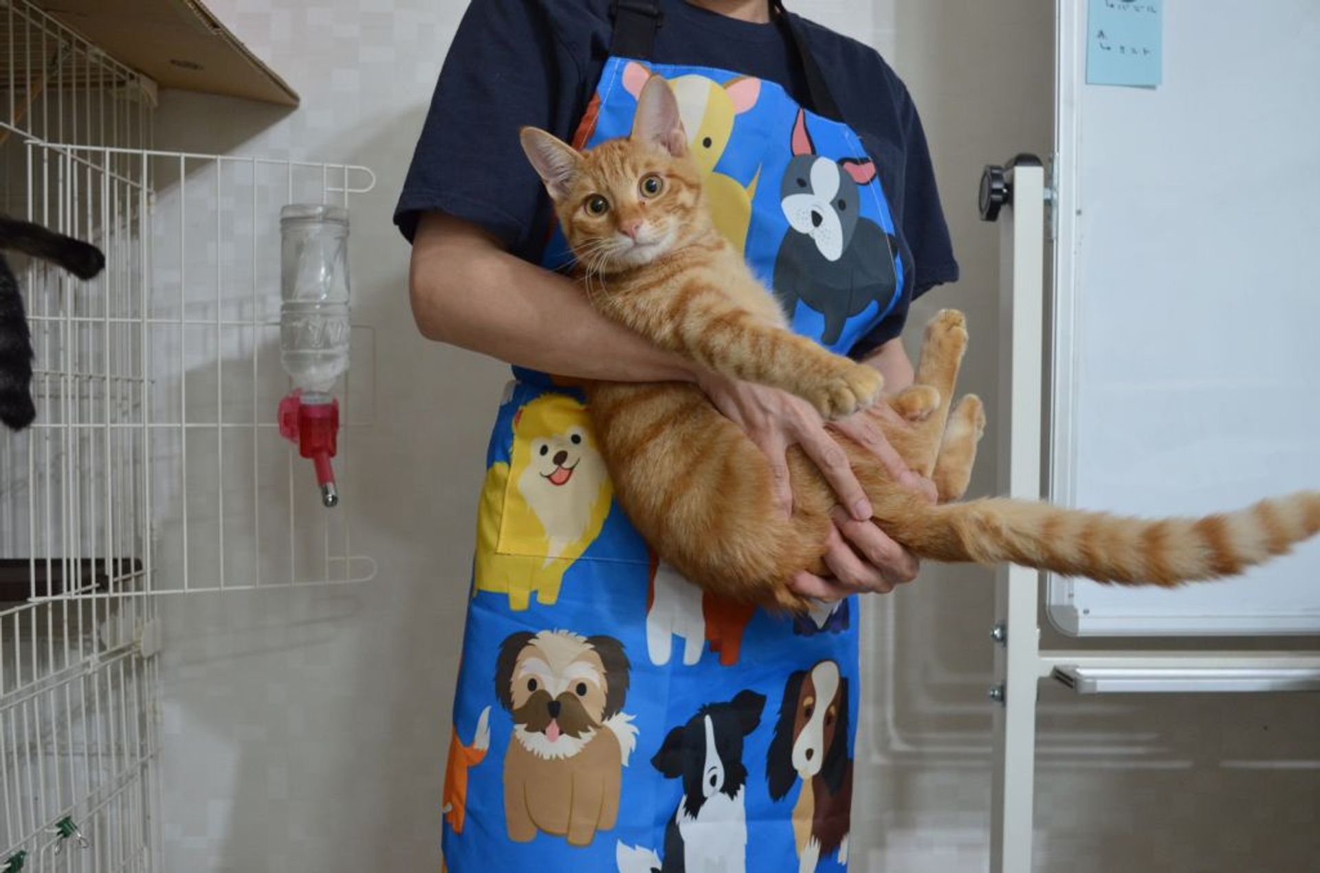 雑種（ミックス猫）・オスの里親募集の写真