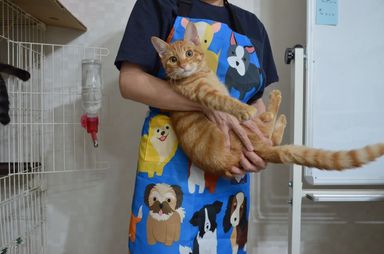 ミント