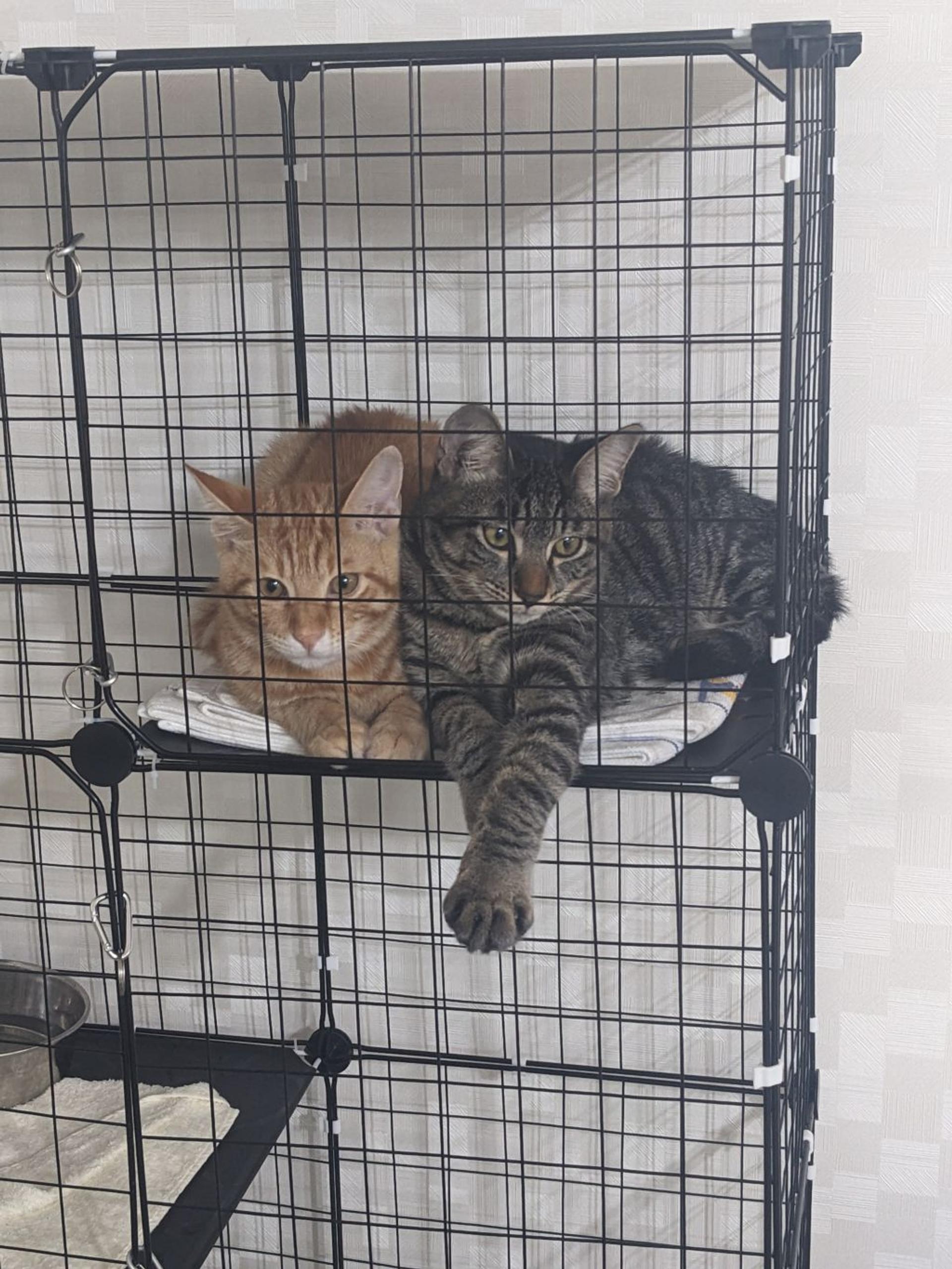 pet-image-2