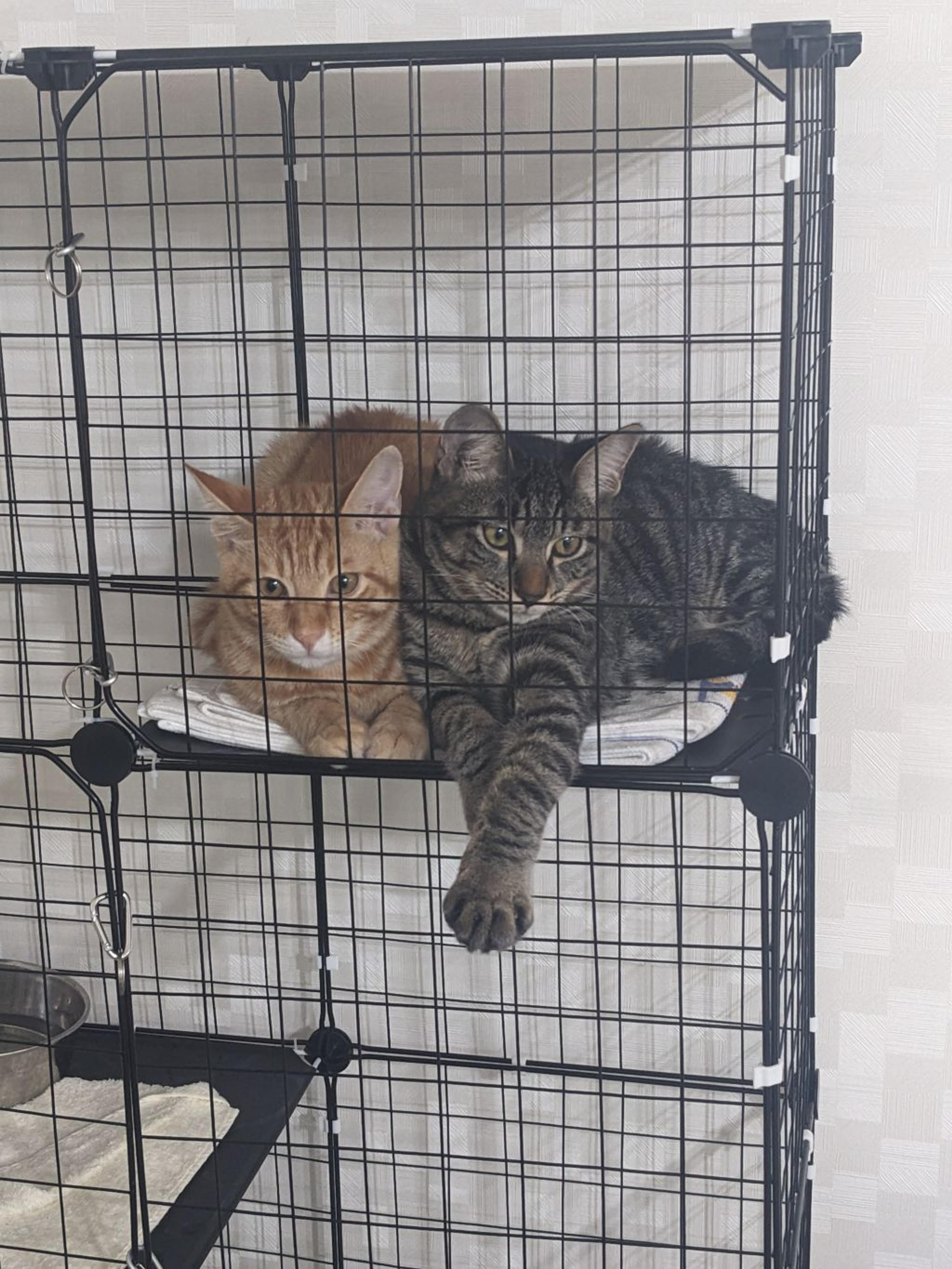 pet-image-2