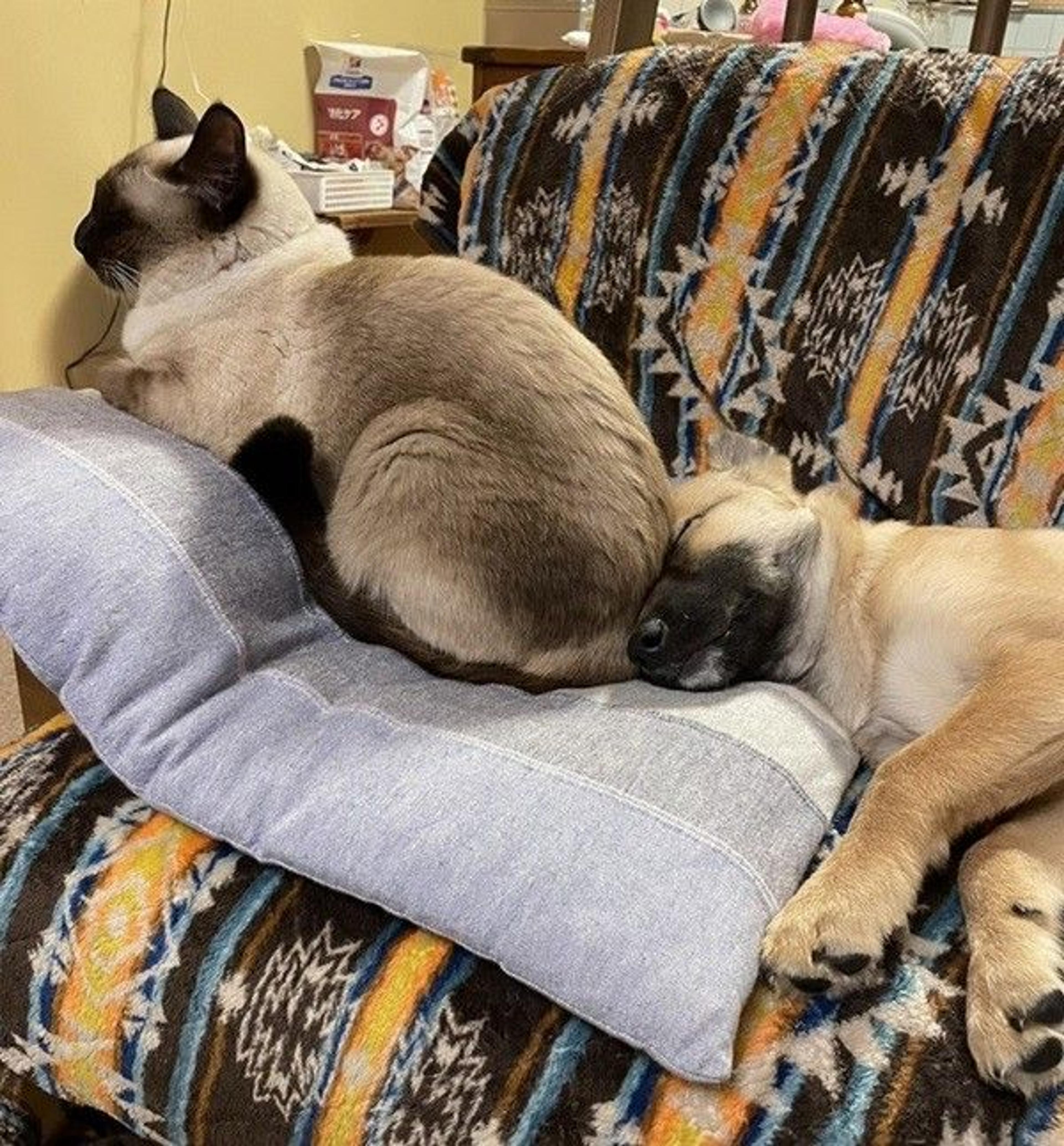 pet-image-7