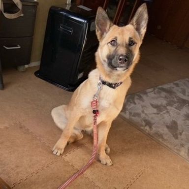 雑種（ミックス犬）・メスの里親募集の写真