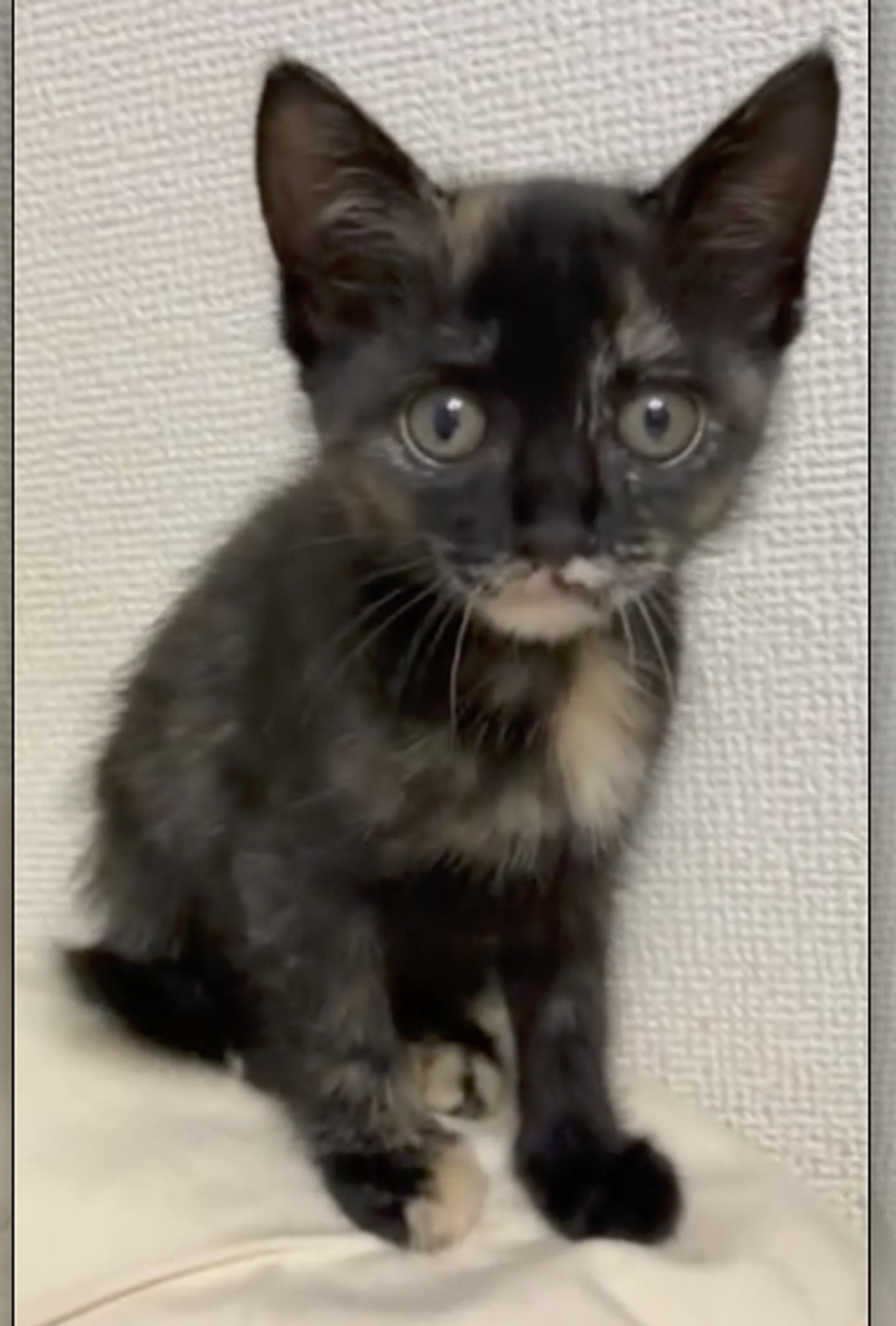 pet-image-2