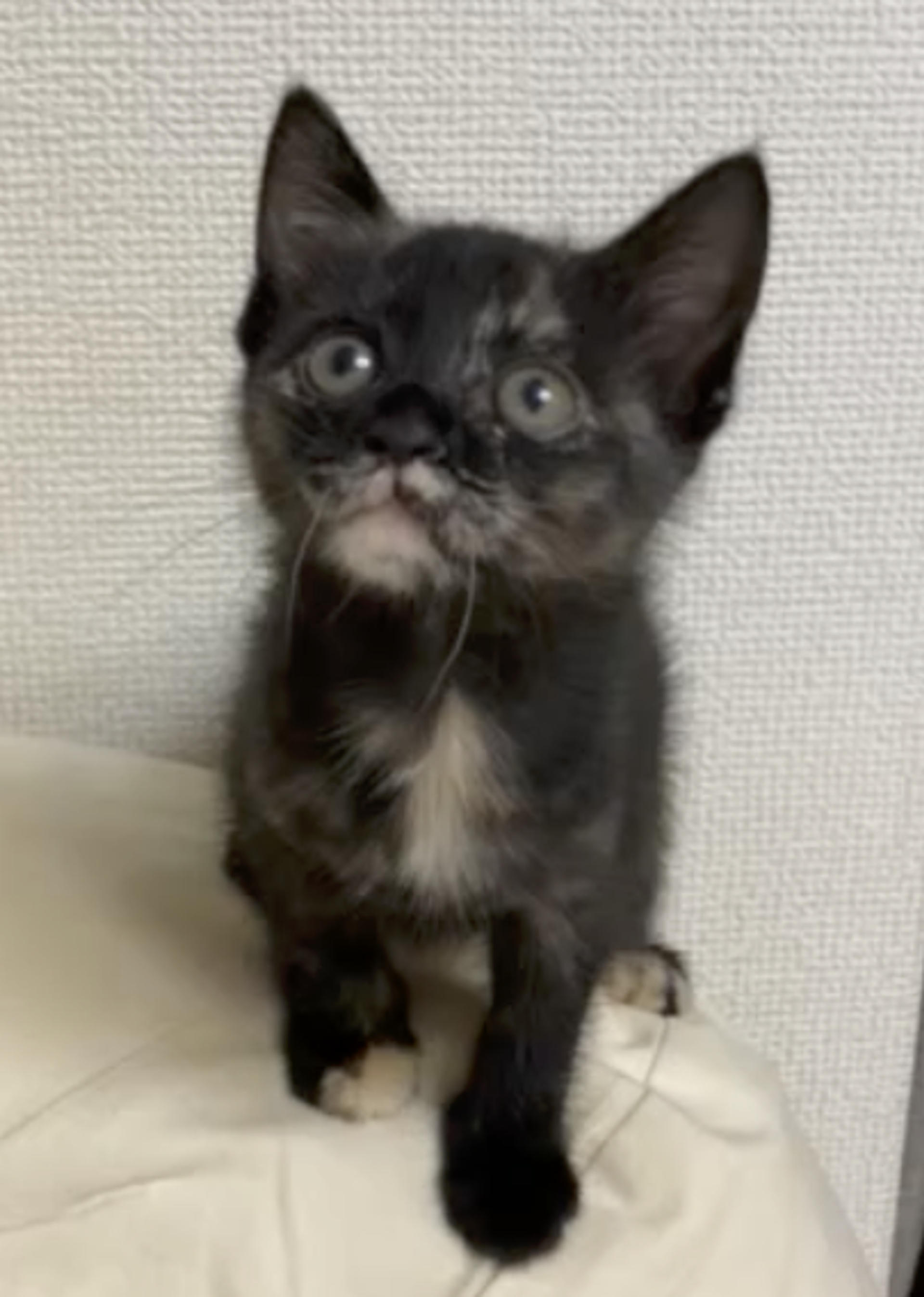 pet-image-3