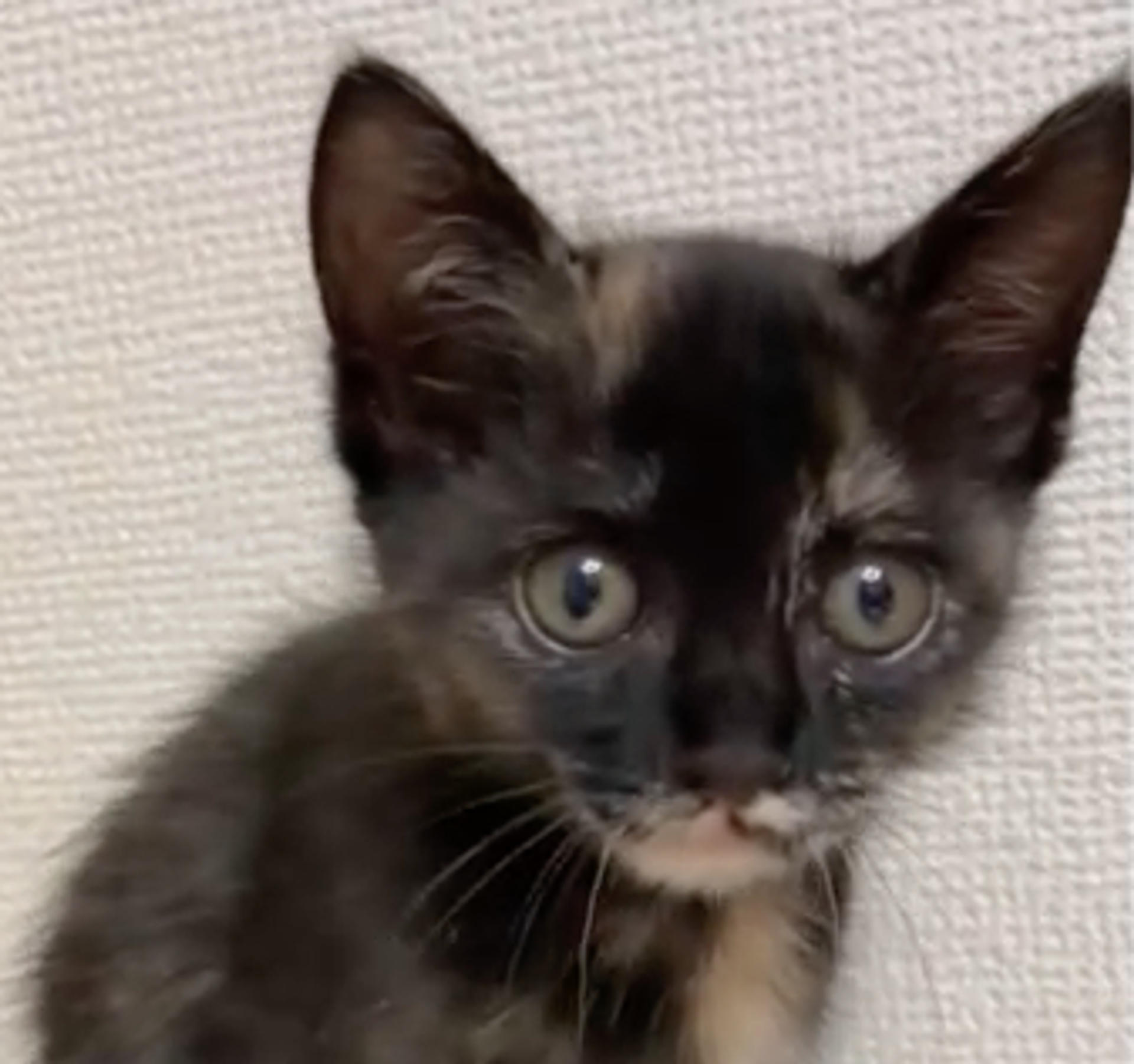pet-image-4