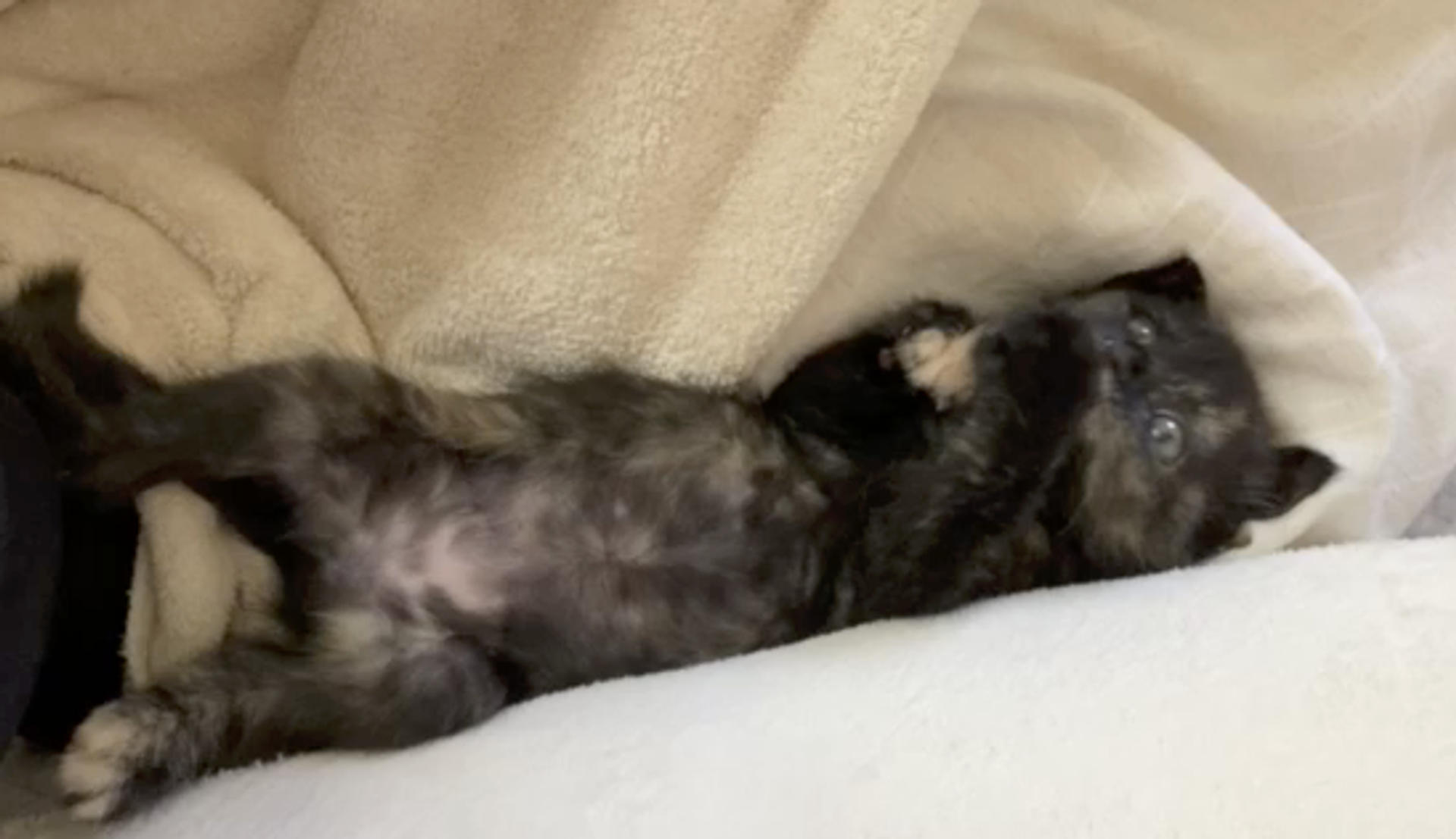 pet-image-6