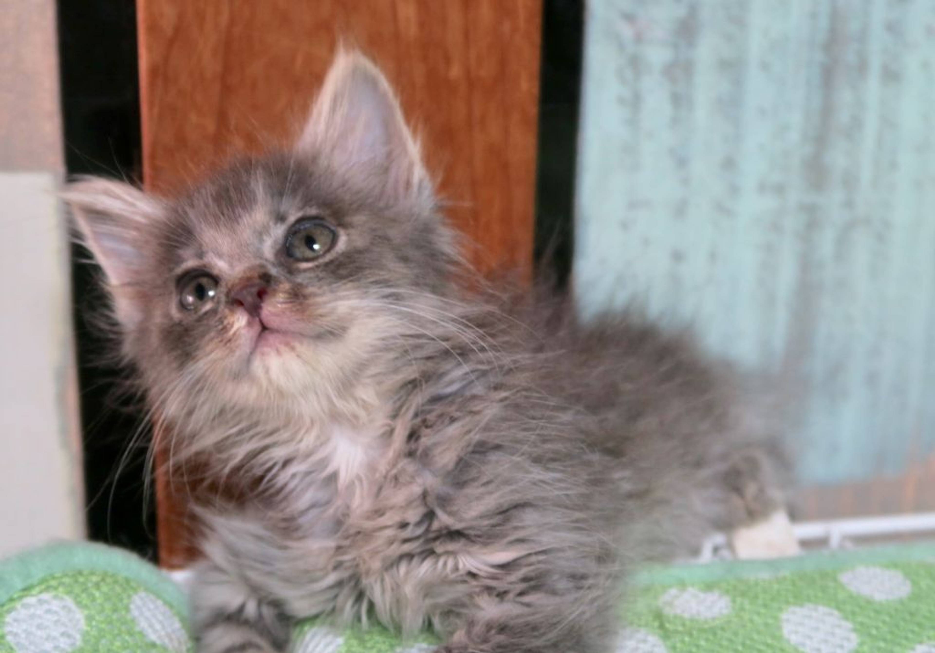 雑種（ミックス猫）・メスの里親募集の写真