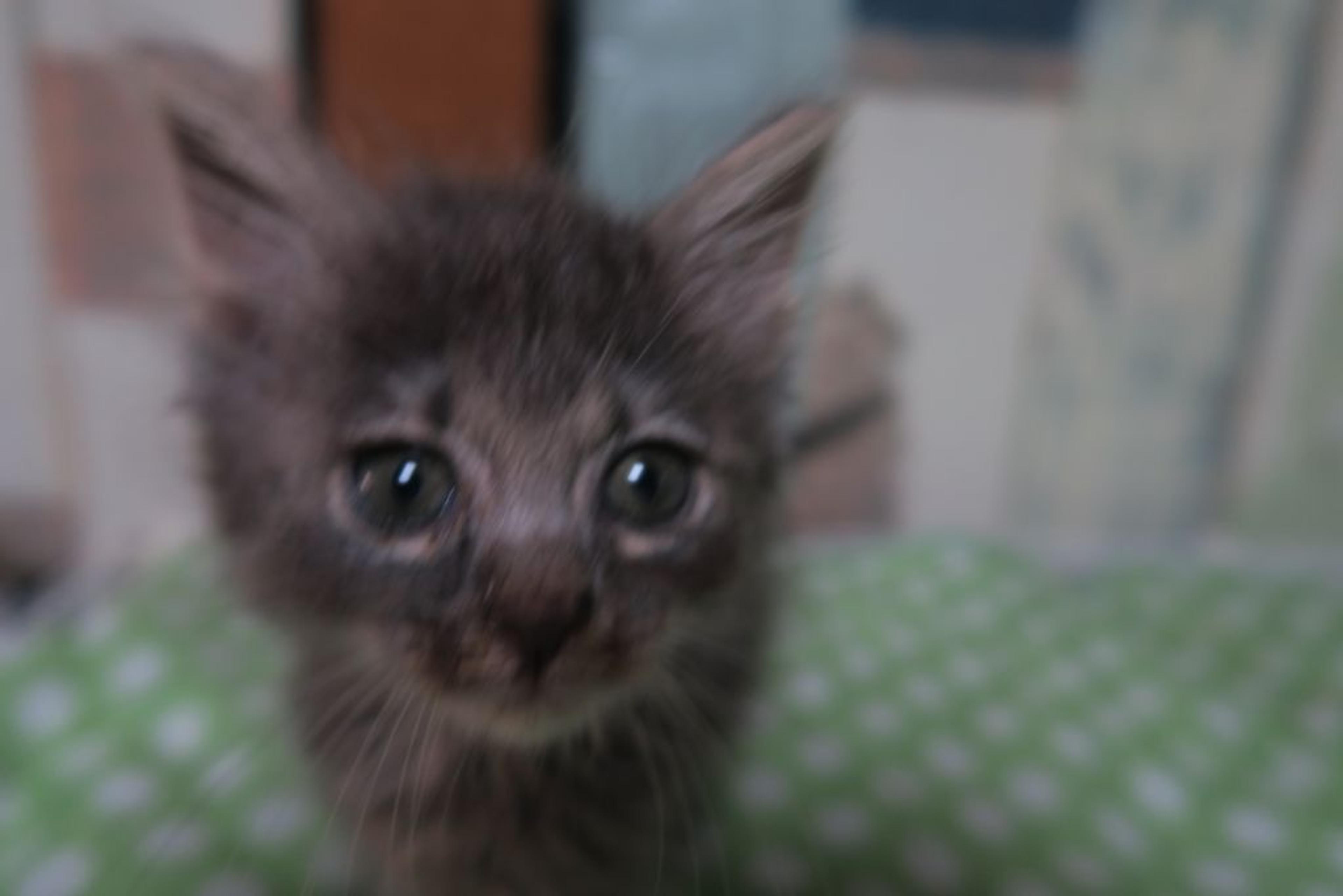 pet-image-3