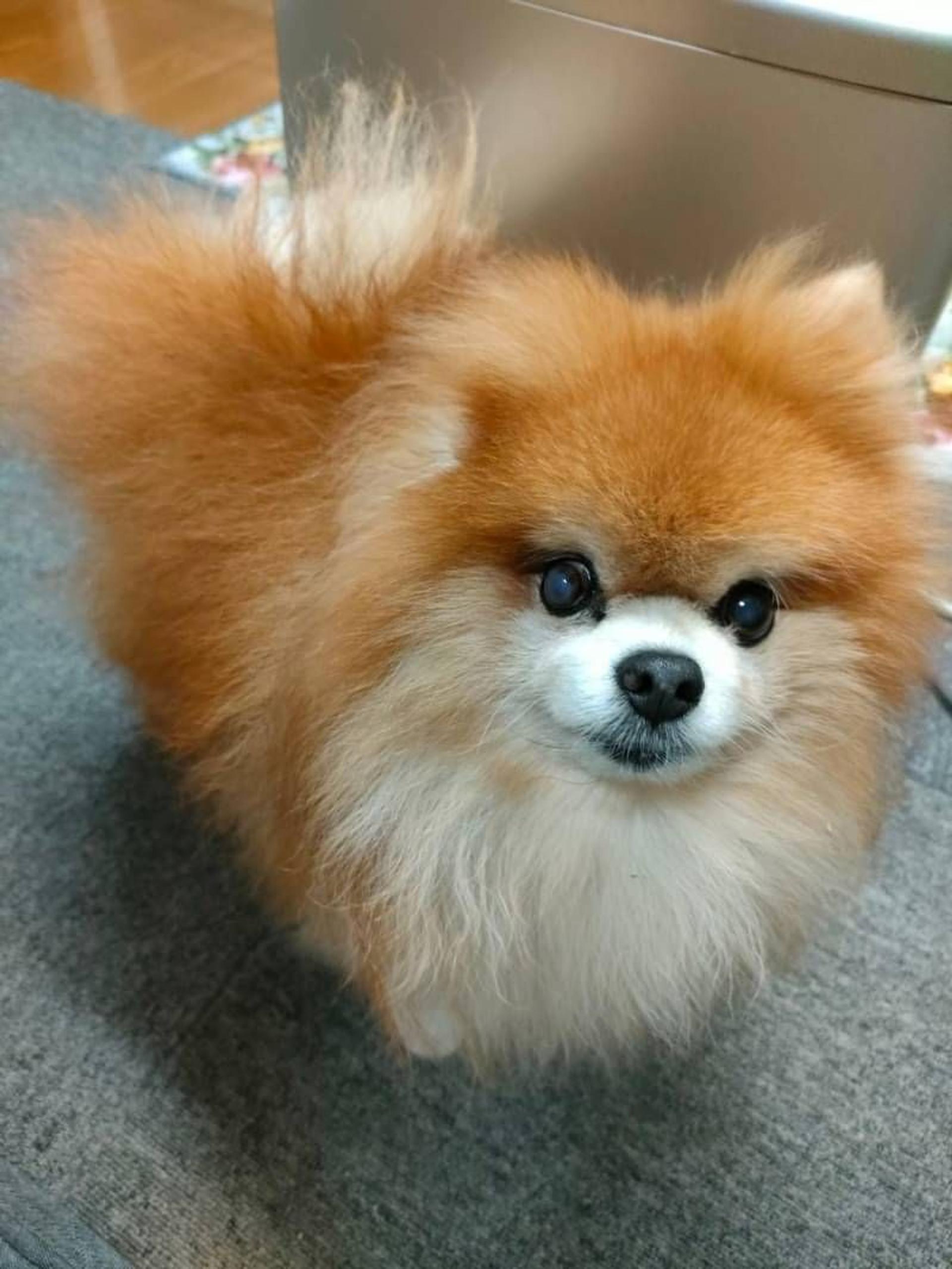 pet-image-2