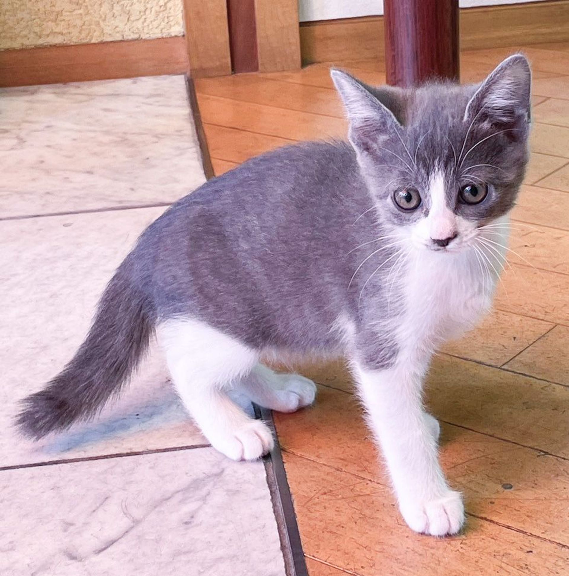 雑種（ミックス猫）・メスの里親募集の写真