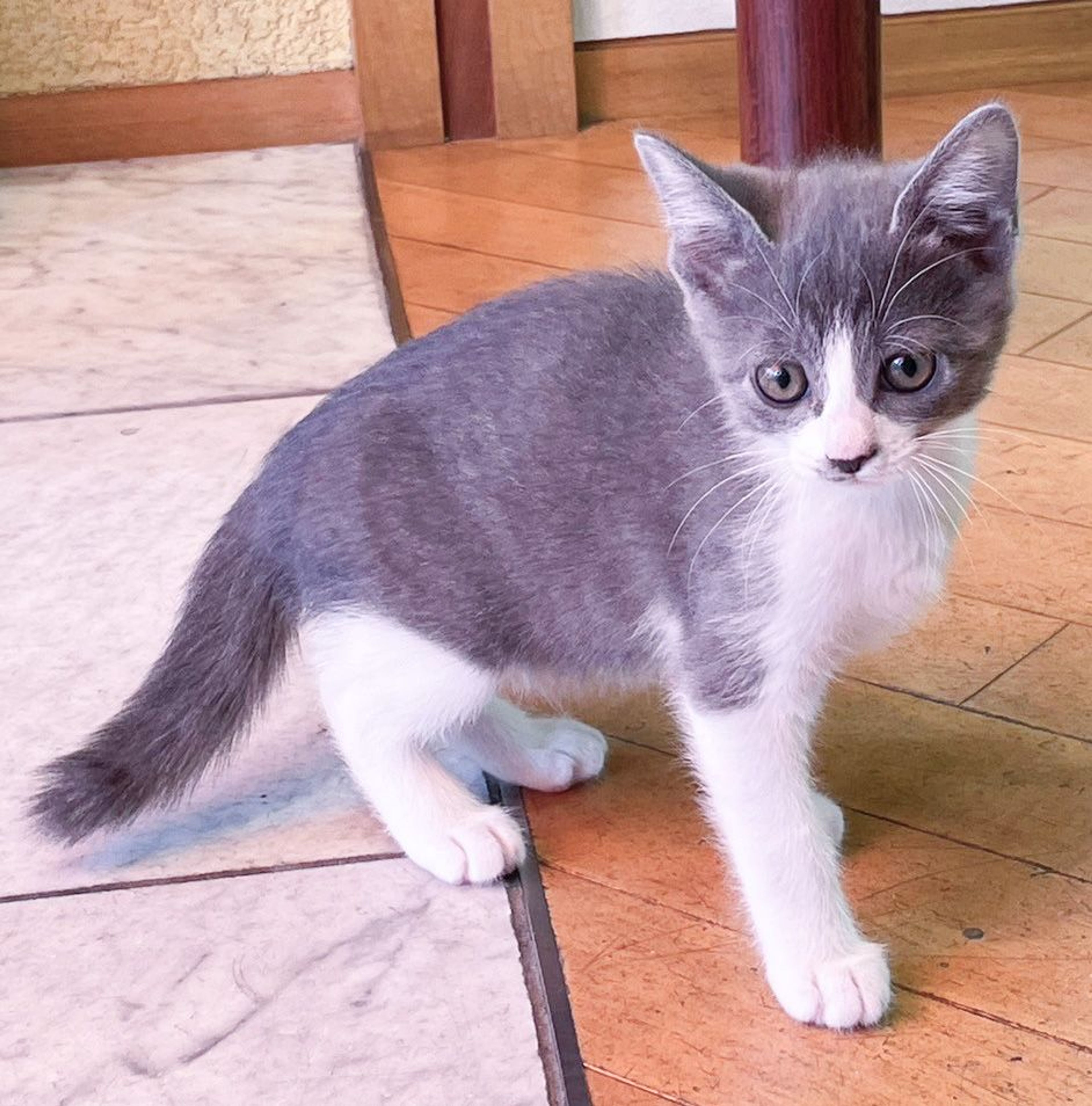 雑種（ミックス猫）・メスの里親募集の写真