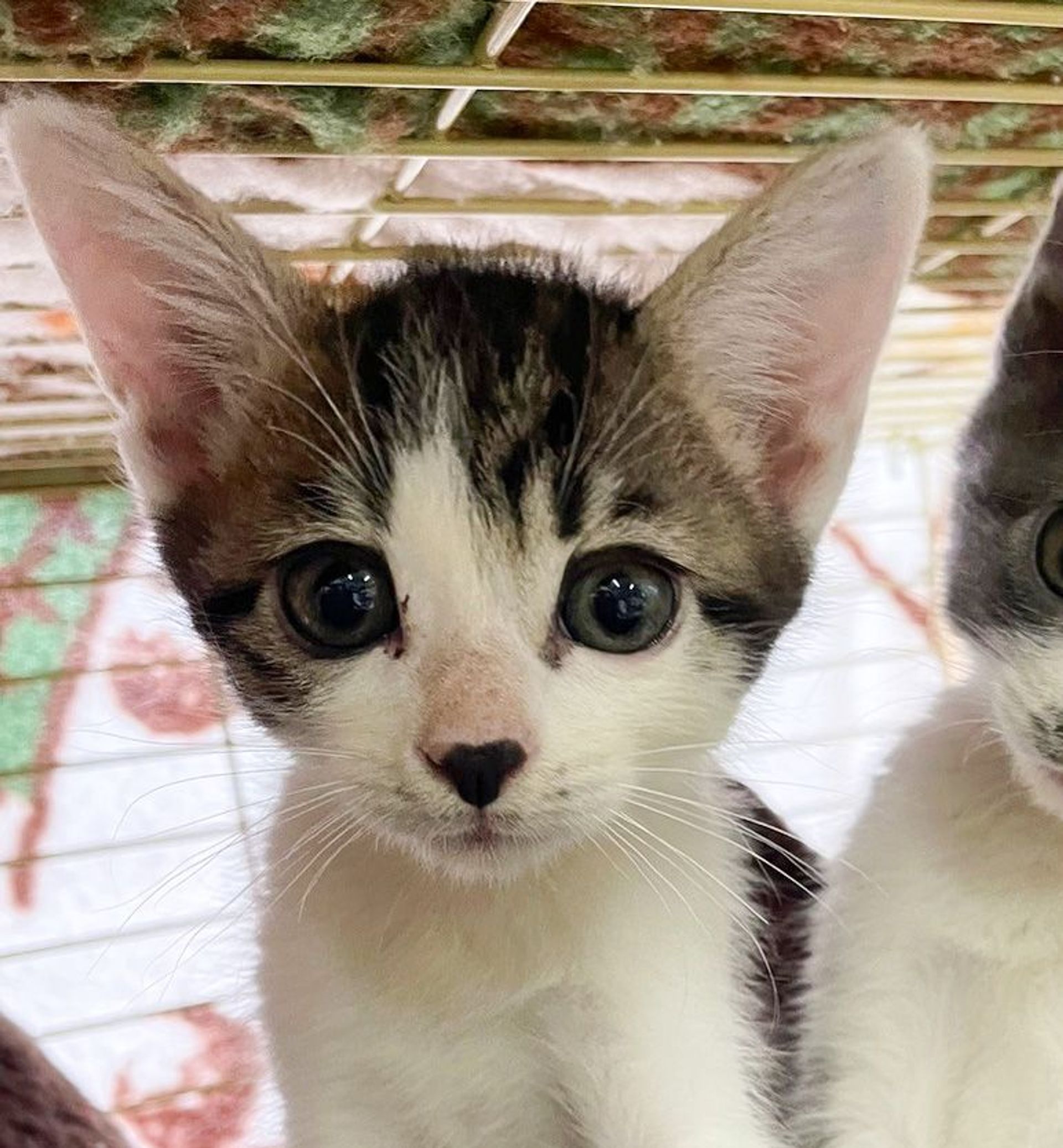 雑種（ミックス猫）・オスの里親募集の写真