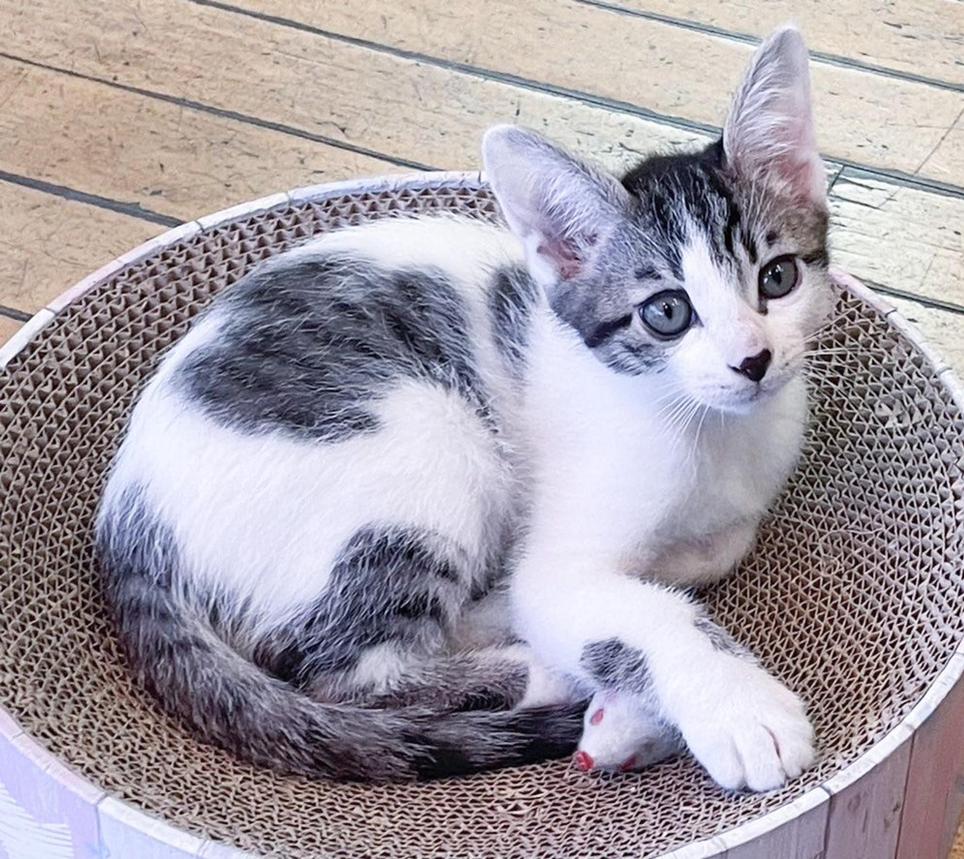 pet-image-5