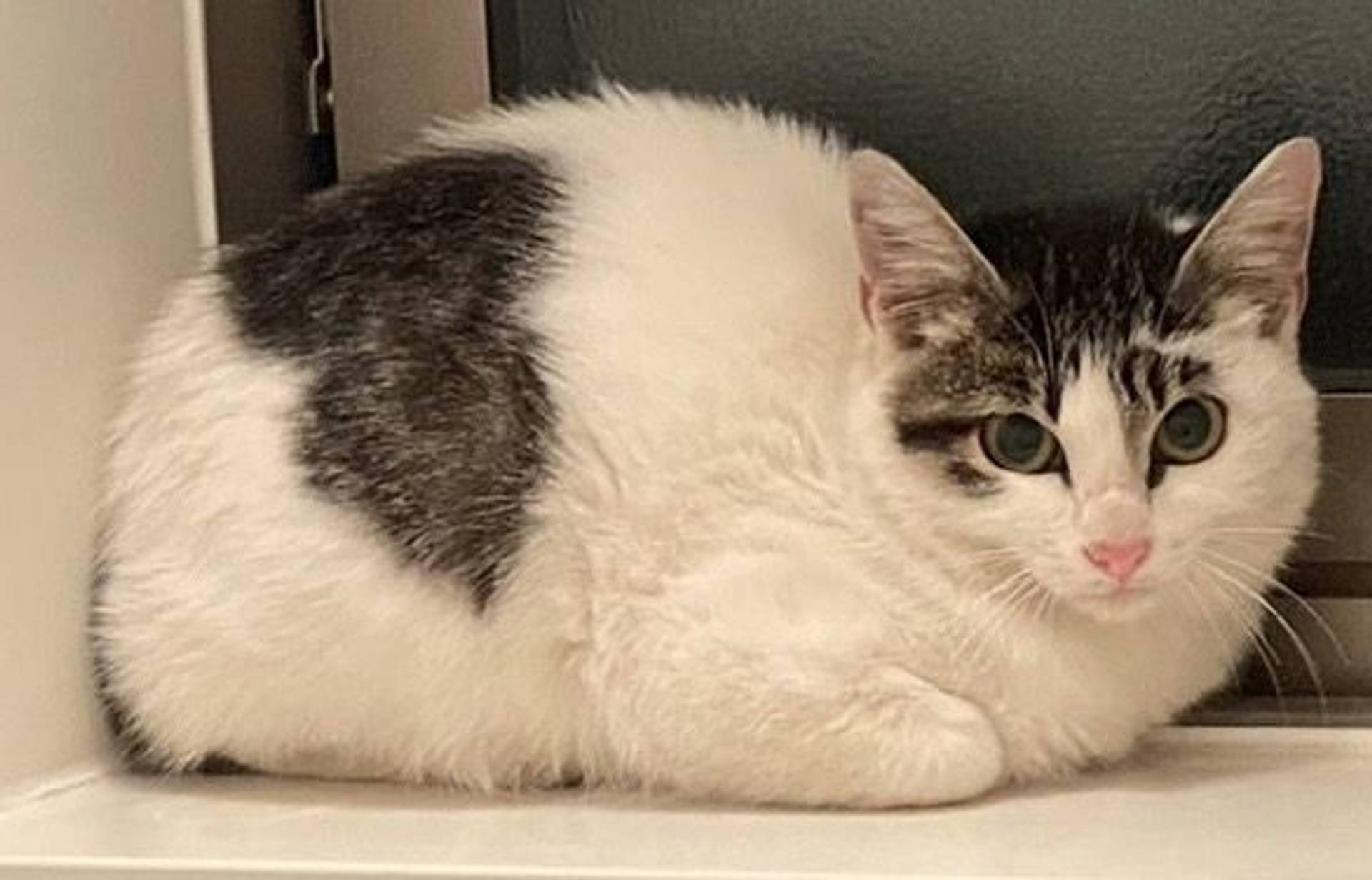 雑種（ミックス猫）・メスの里親募集の写真