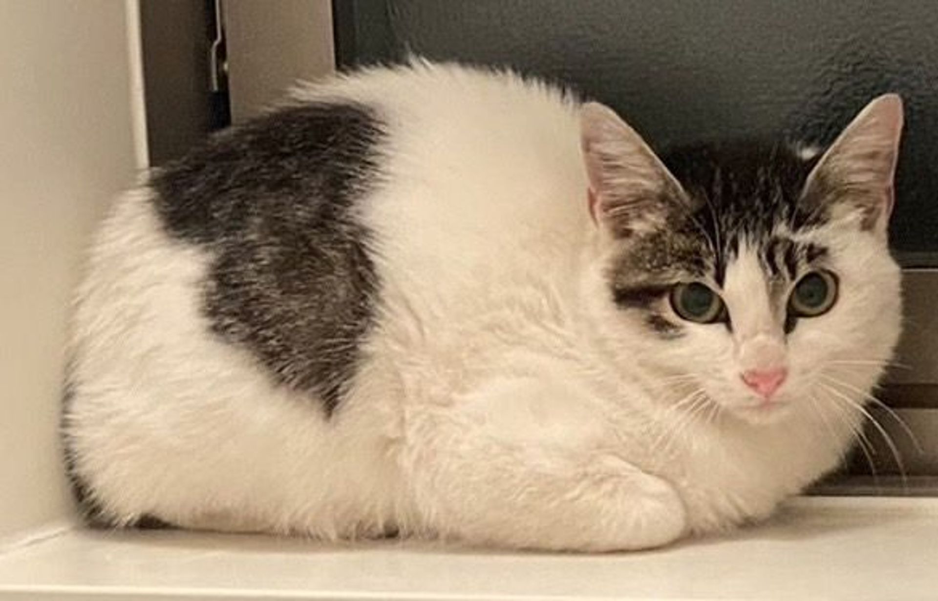 雑種（ミックス猫）・メスの里親募集の写真