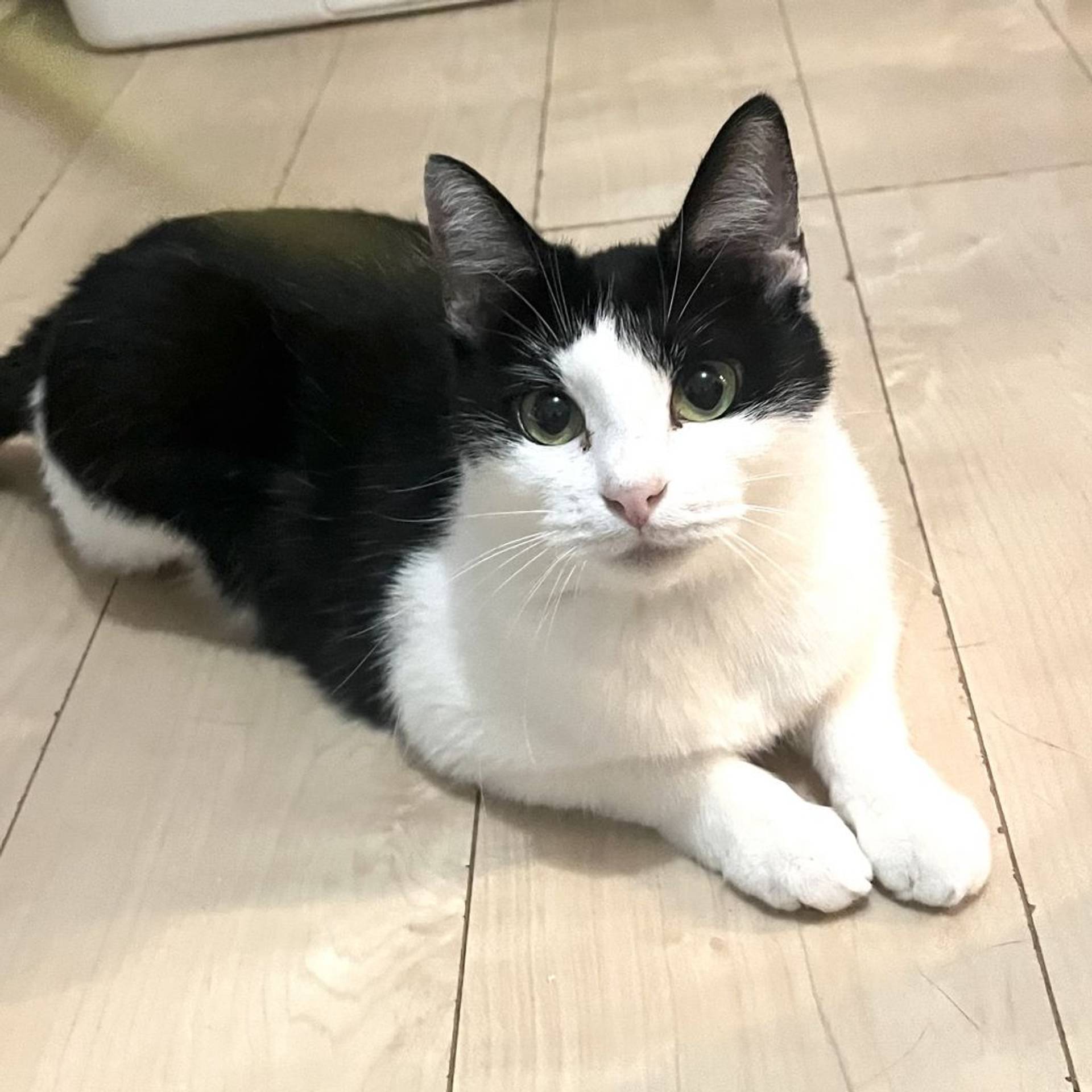 雑種（ミックス猫）・メスの里親募集の写真