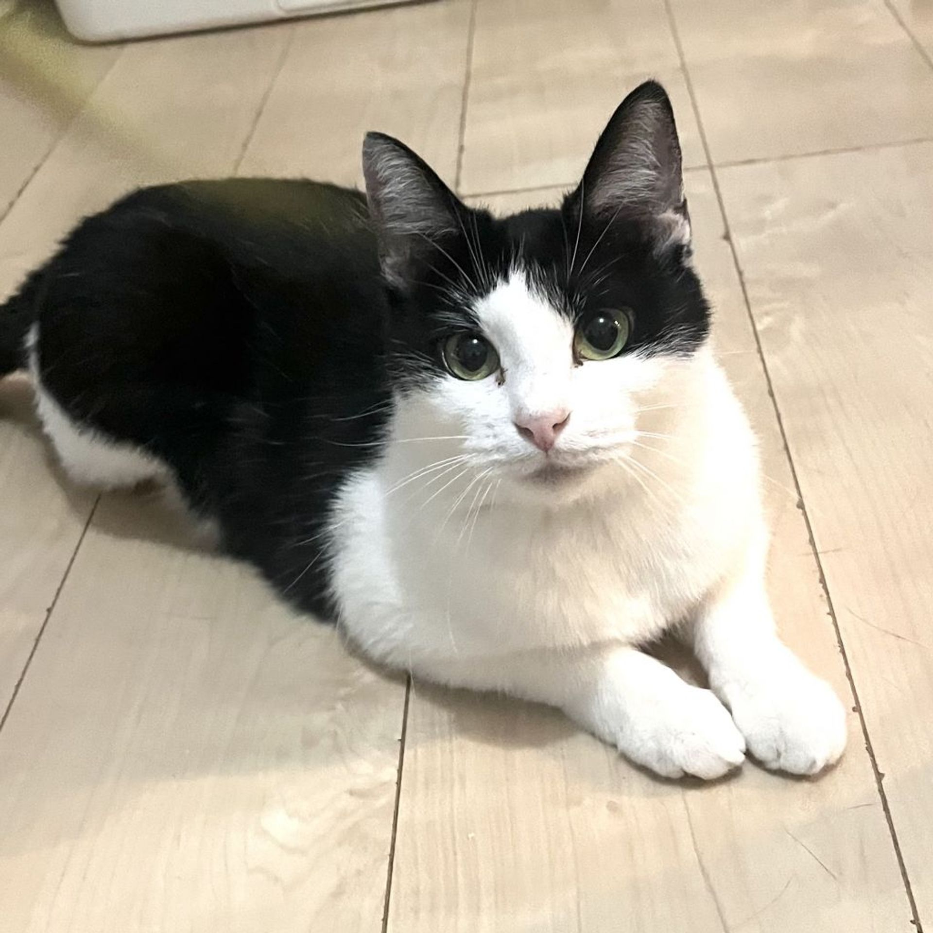 雑種（ミックス猫）・メスの里親募集の写真