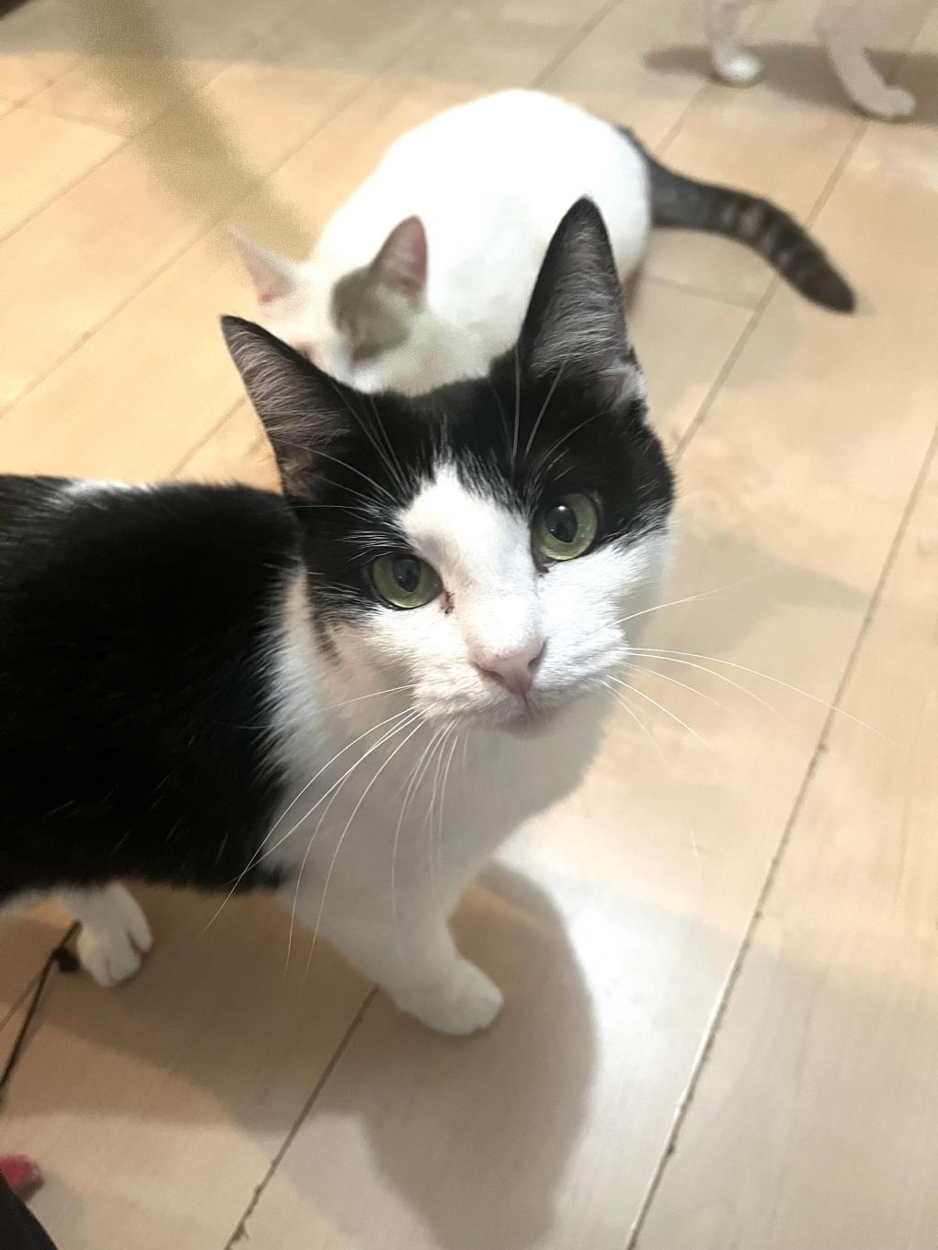 pet-image-6