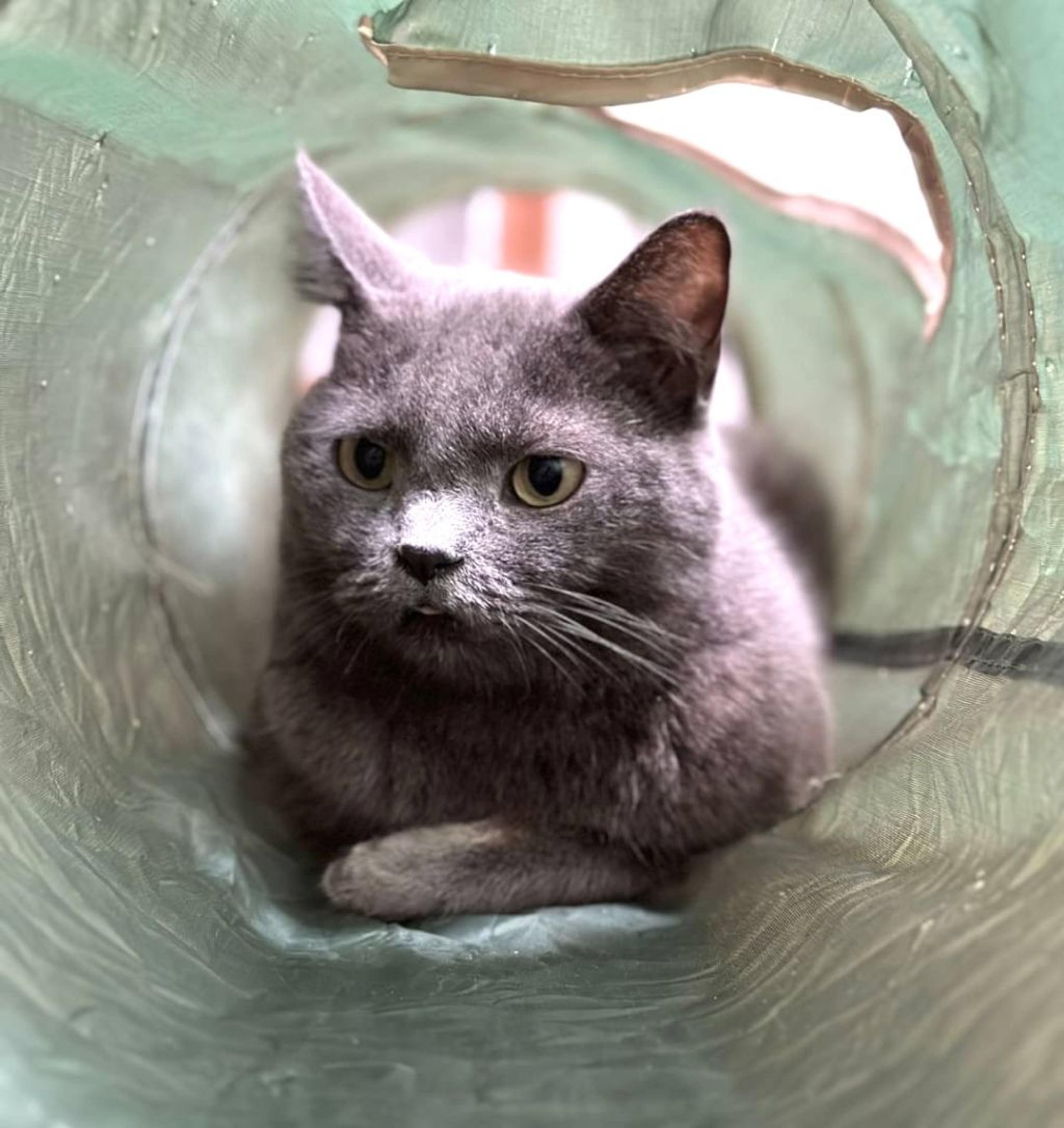 pet-image-4
