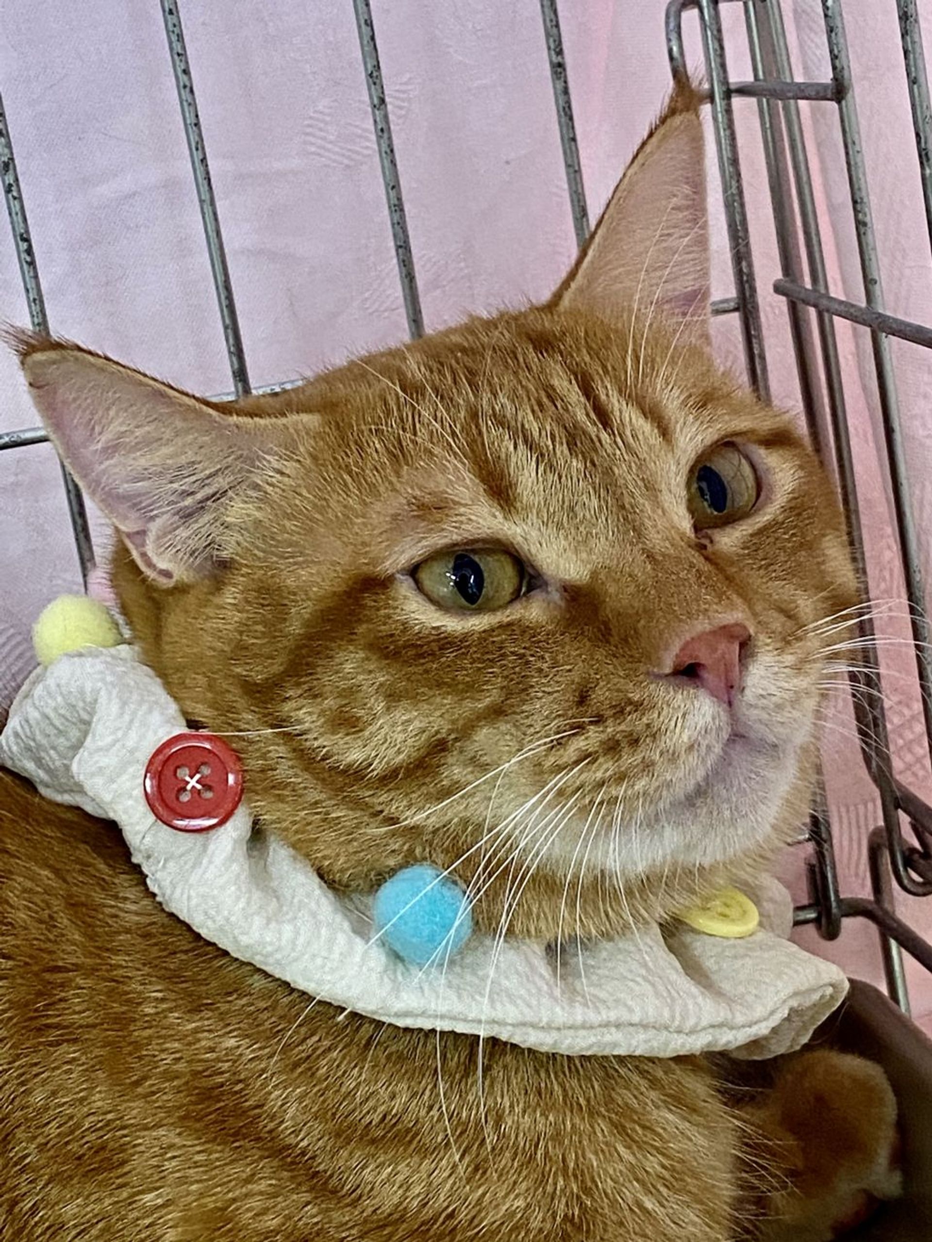 日本猫・オスの里親募集の写真