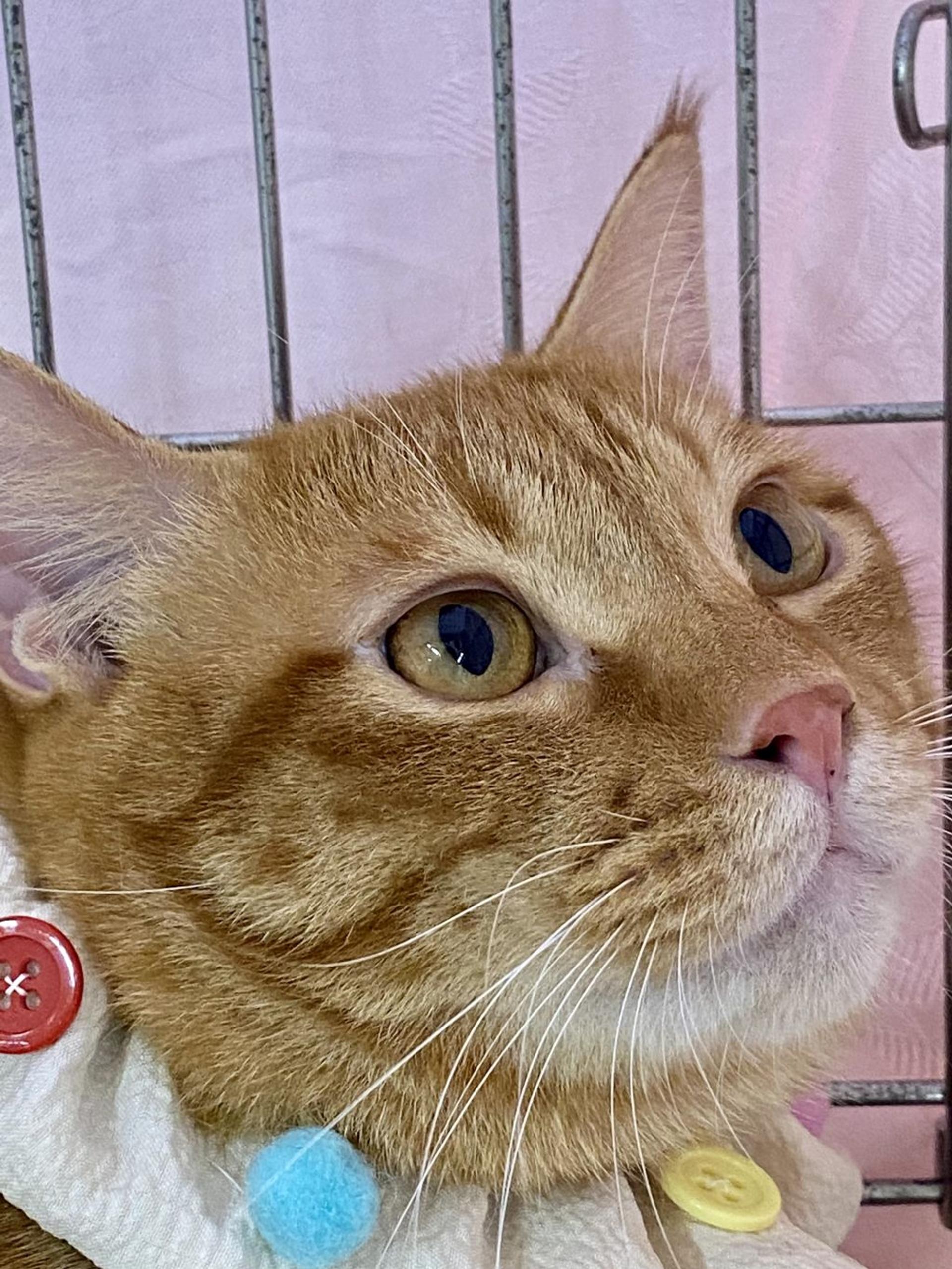 pet-image-4
