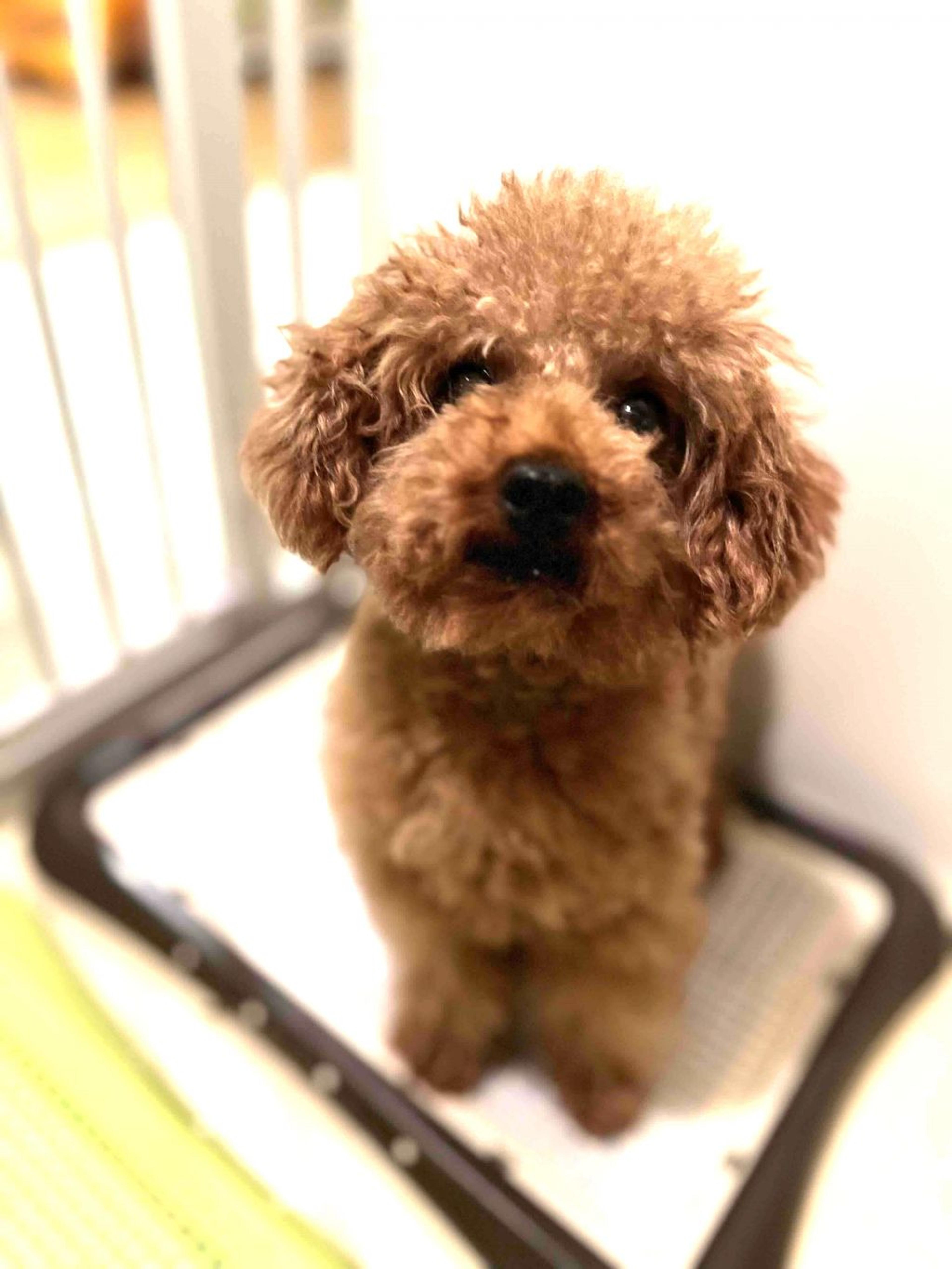 pet-image-2