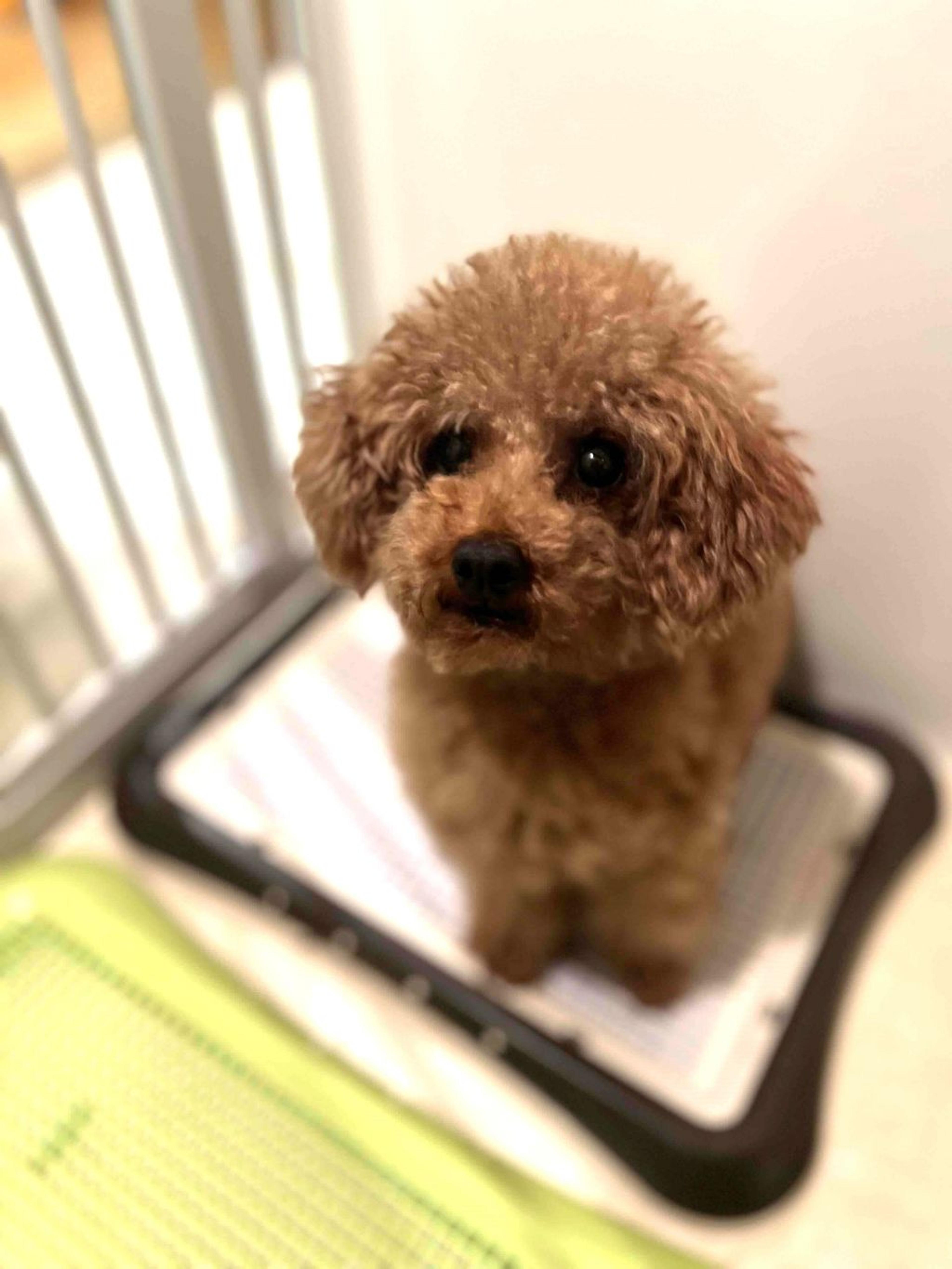 pet-image-3