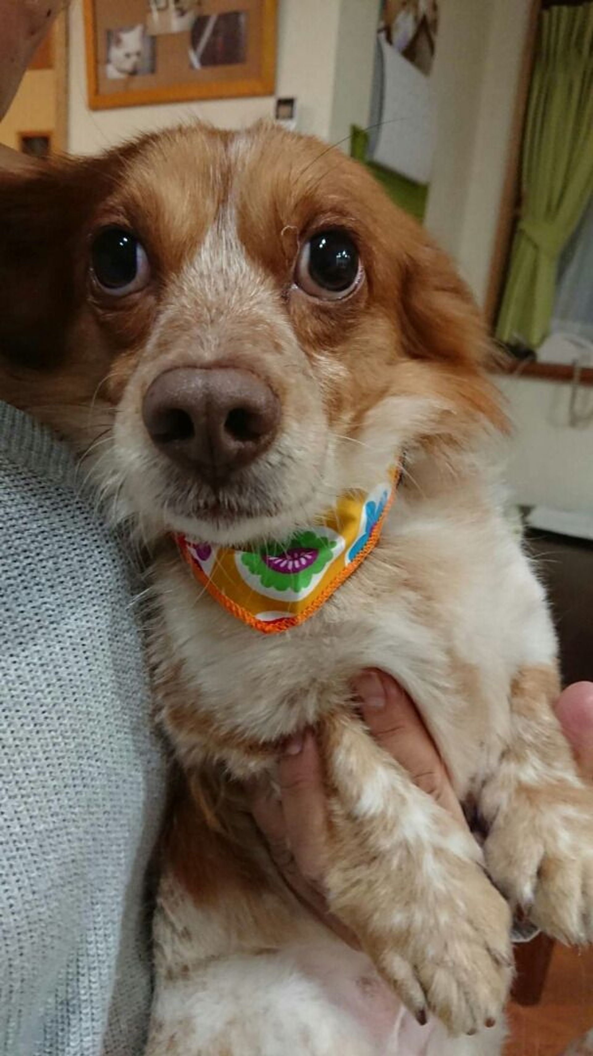 雑種（ミックス犬）・オスの里親募集の写真