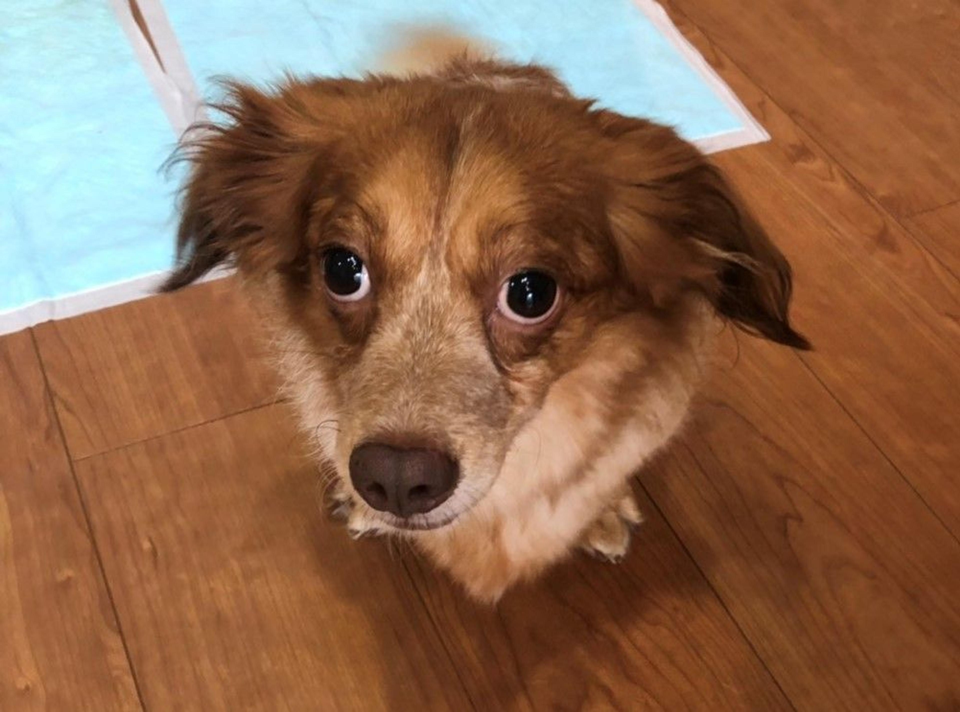 pet-image-3